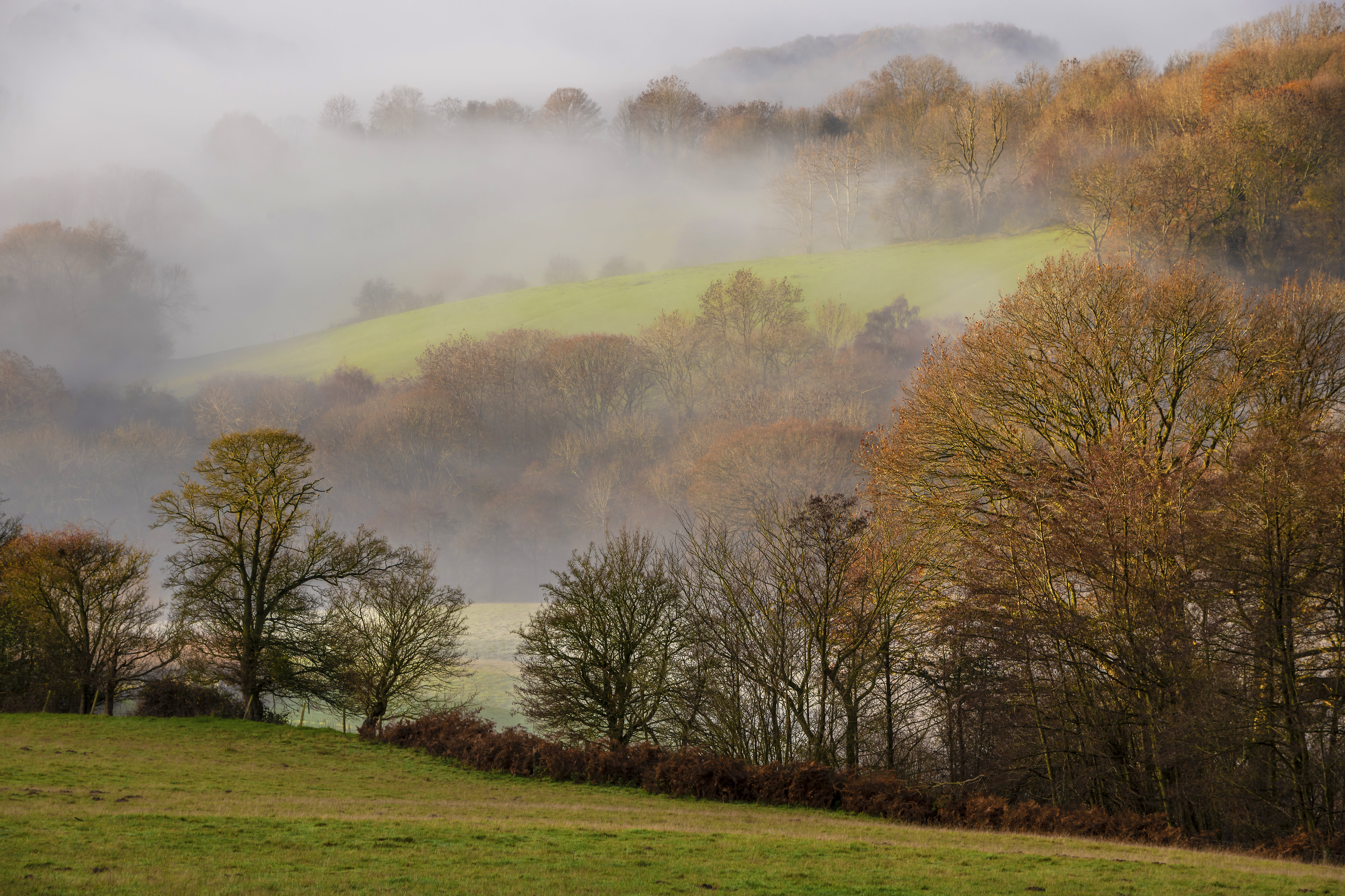 PCデスクトップに自然, 木, 霧, 丘, 風景画像を無料でダウンロード