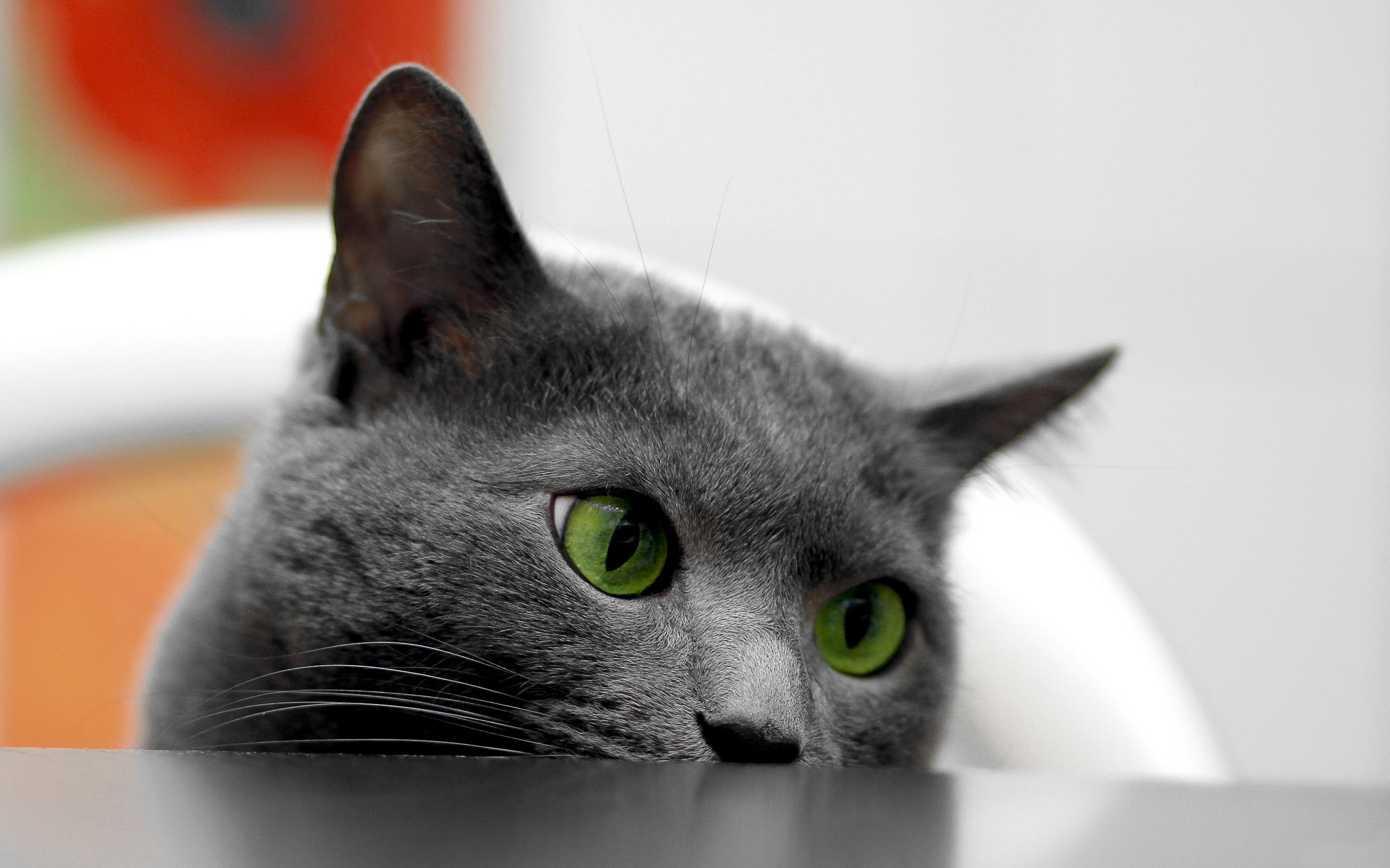 Завантажити шпалери безкоштовно Тварини, Кішки картинка на робочий стіл ПК