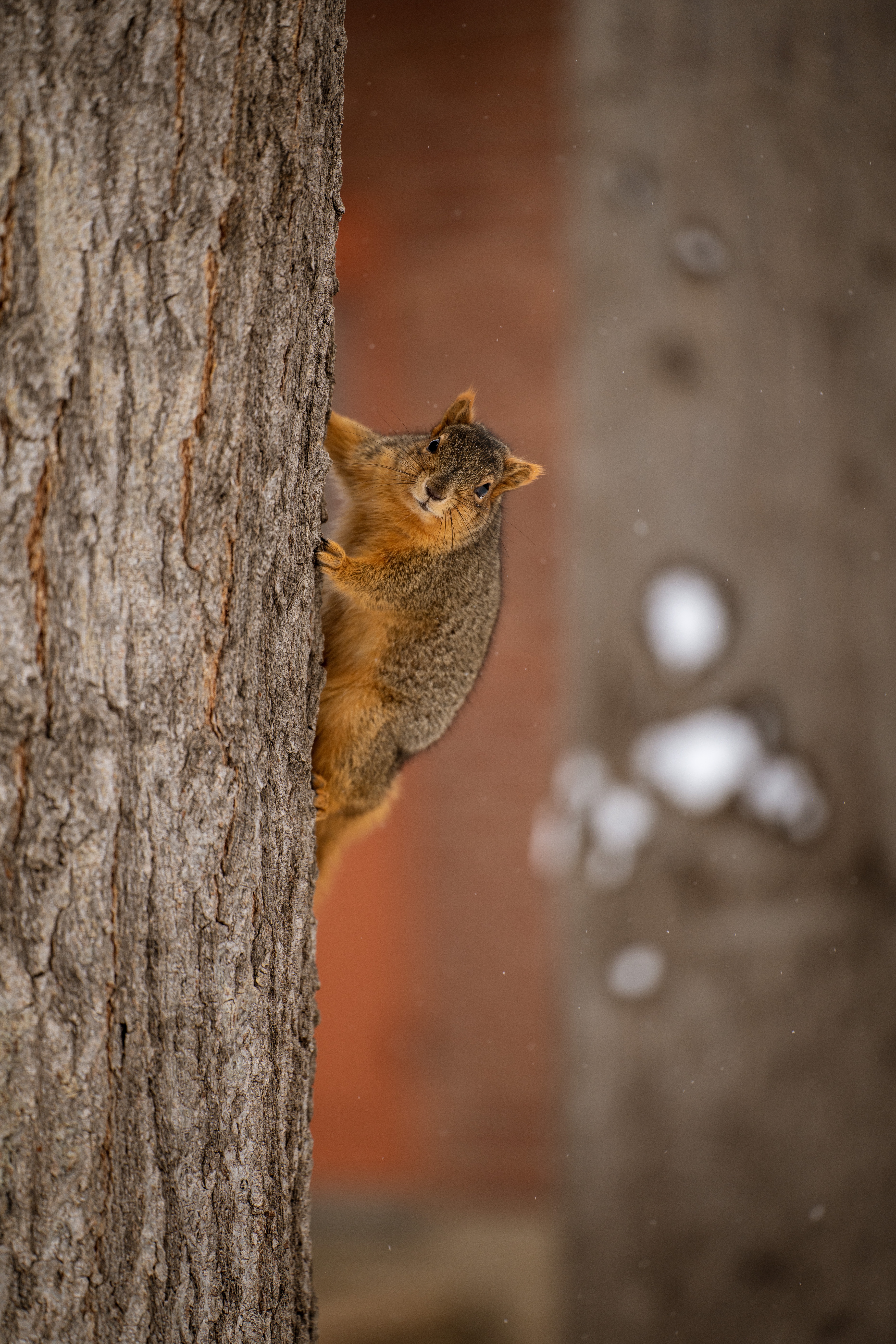 Download mobile wallpaper Tree, Animals, Wood, Animal, Brown, Squirrel for free.