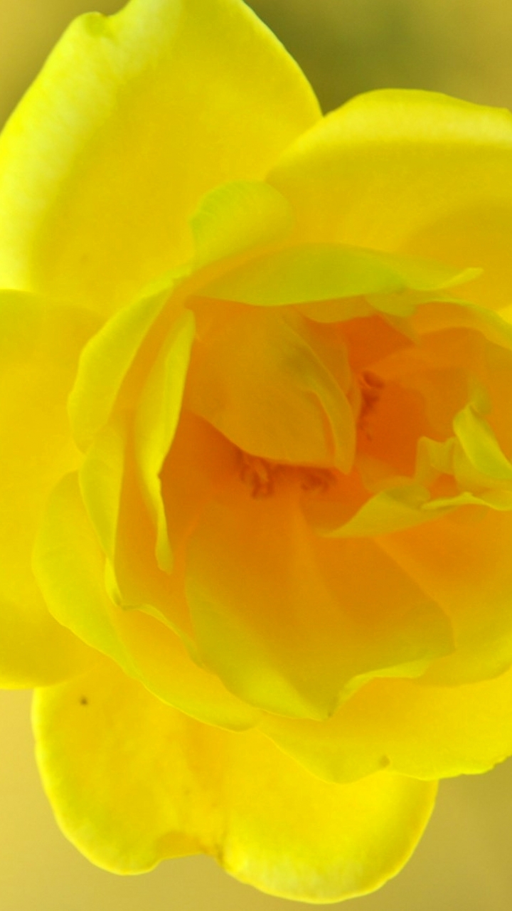 Download mobile wallpaper Flowers, Flower, Rose, Earth, Yellow Rose, Yellow Flower for free.