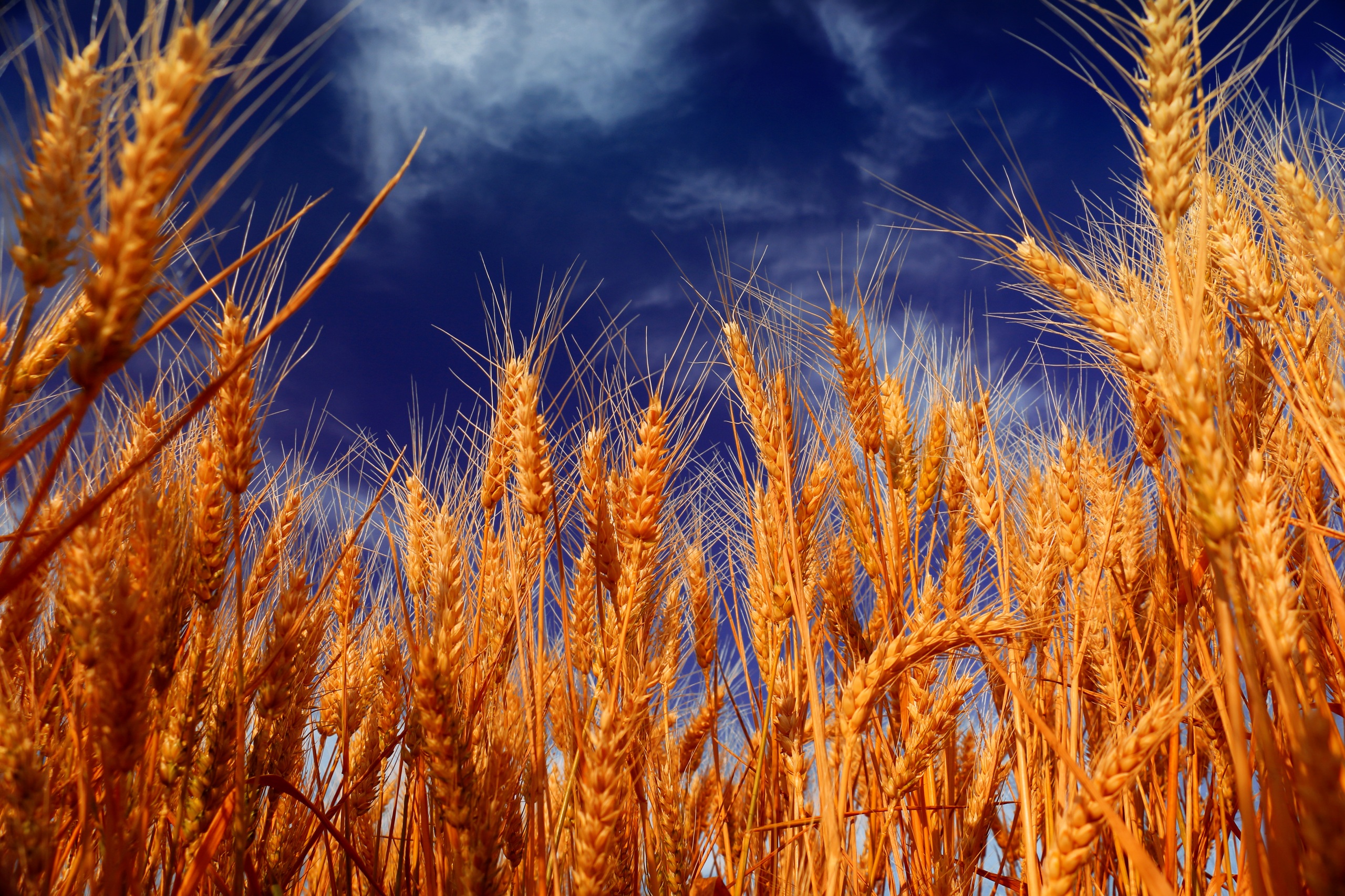Download mobile wallpaper Sky, Wheat, Earth, Cloud for free.