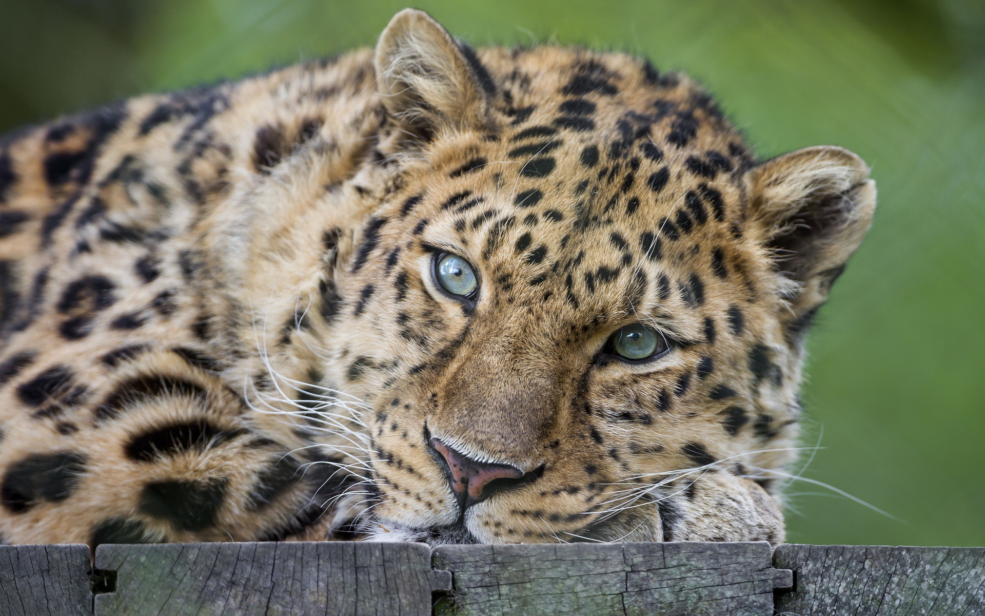 Handy-Wallpaper Leopard, Katzen, Tiere kostenlos herunterladen.