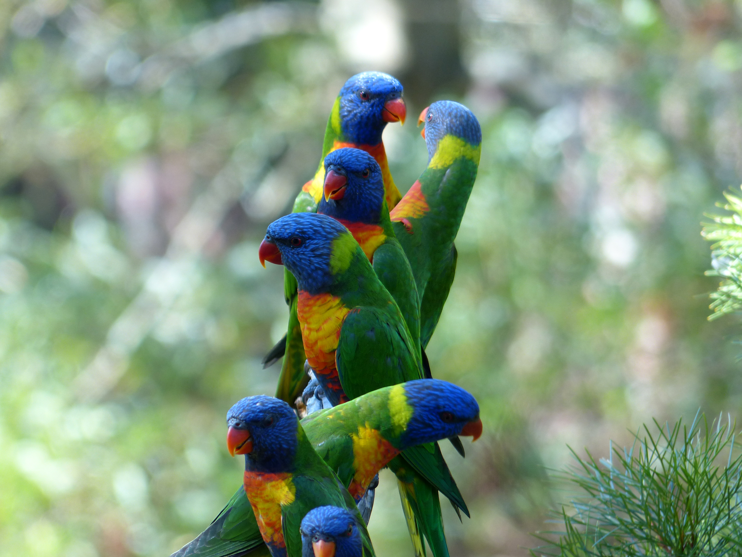 Download mobile wallpaper Birds, Animal, Parrot, Rainbow Lorikeet for free.