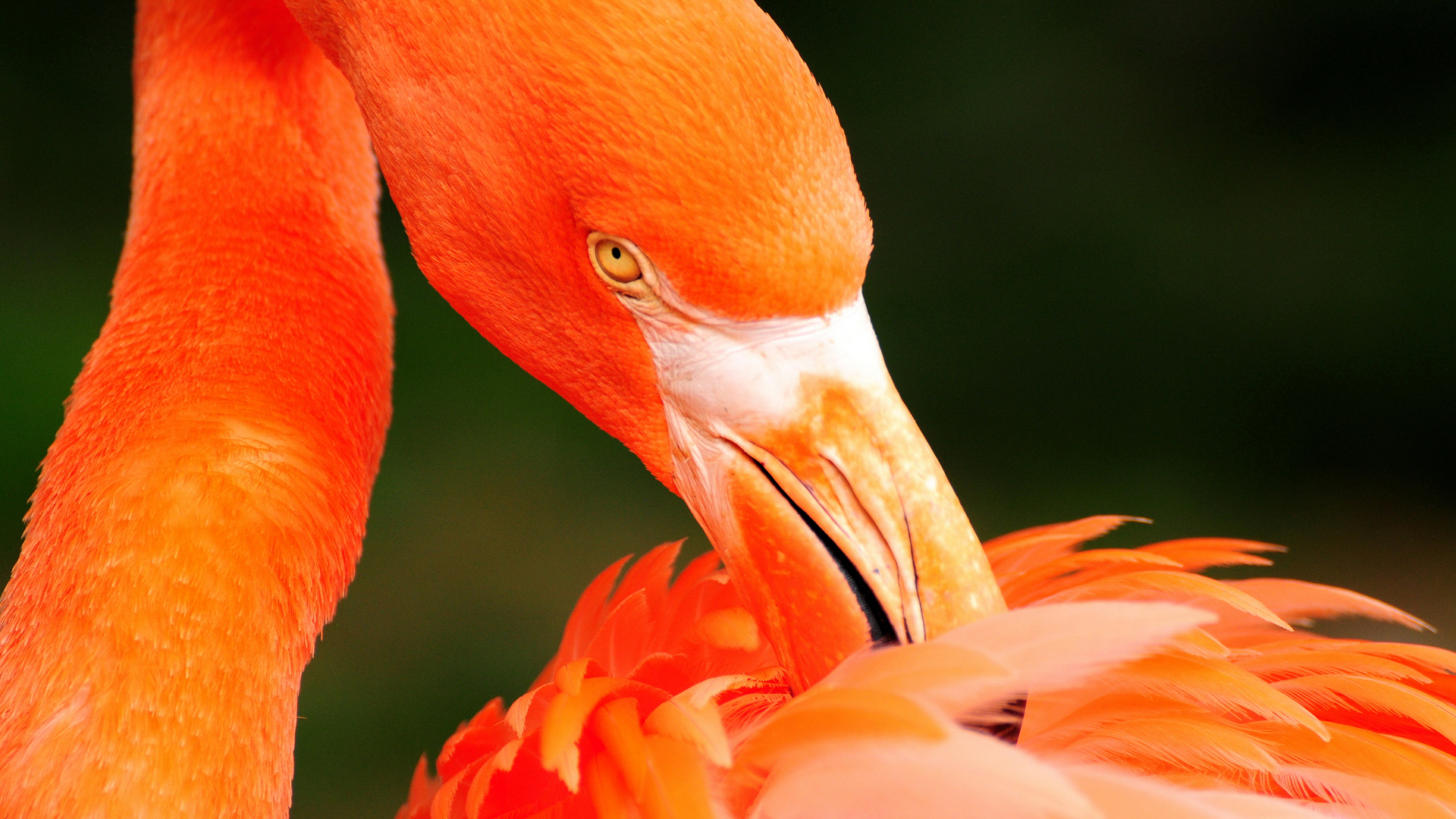 Free download wallpaper Flamingo, Animal on your PC desktop