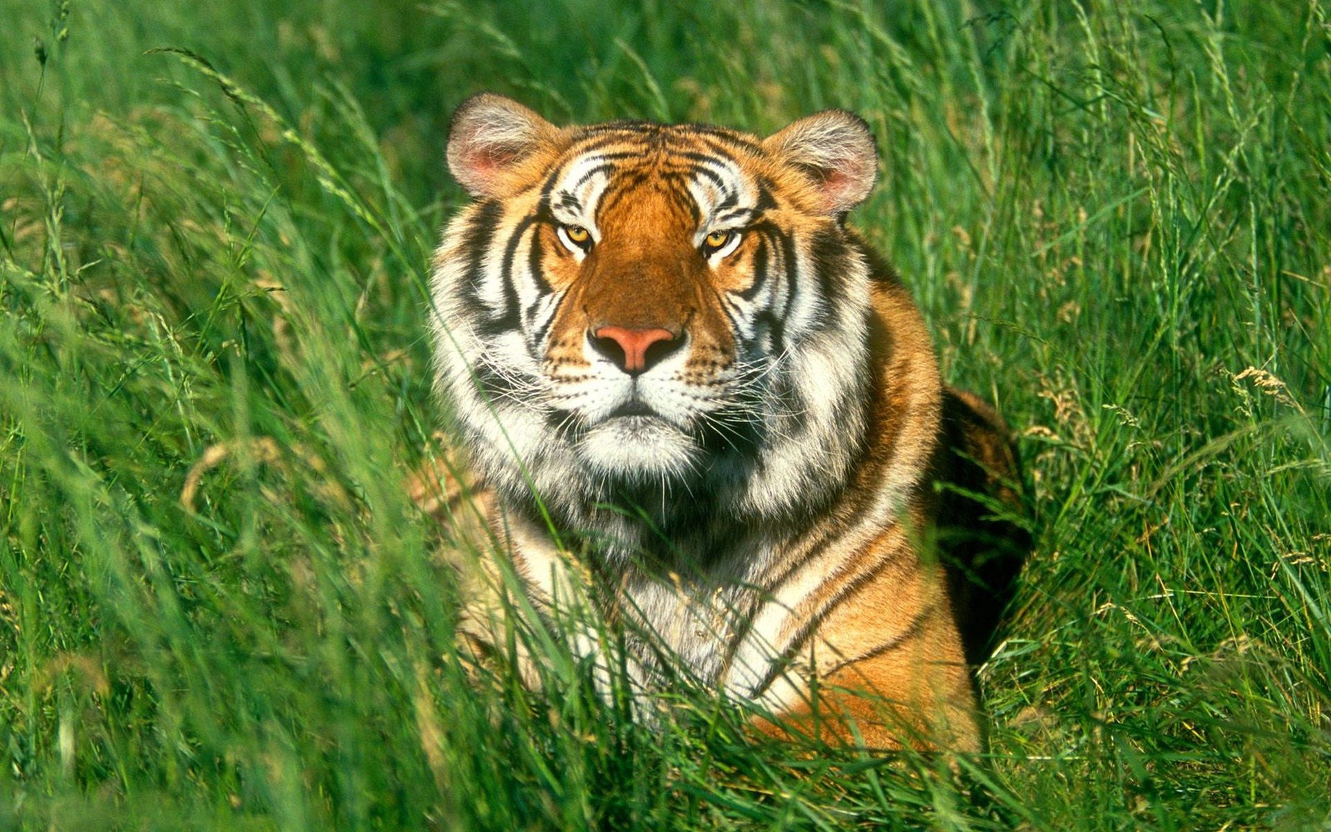 big cat, animals, grass, to lie down, lie, tiger Free Background