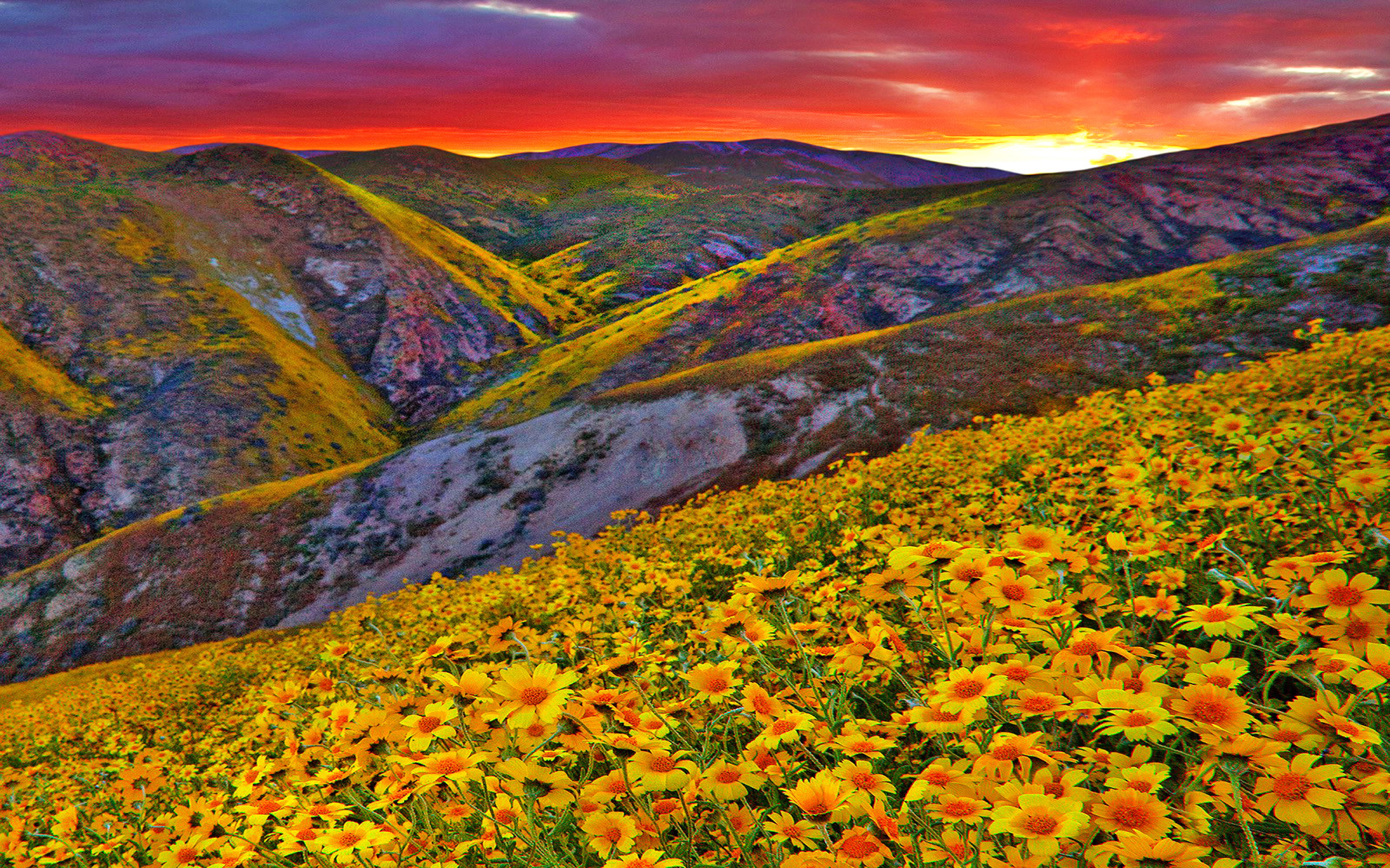 Free download wallpaper Flowers, Sunset, Mountain, Flower, Earth, Daisy, Yellow Flower on your PC desktop