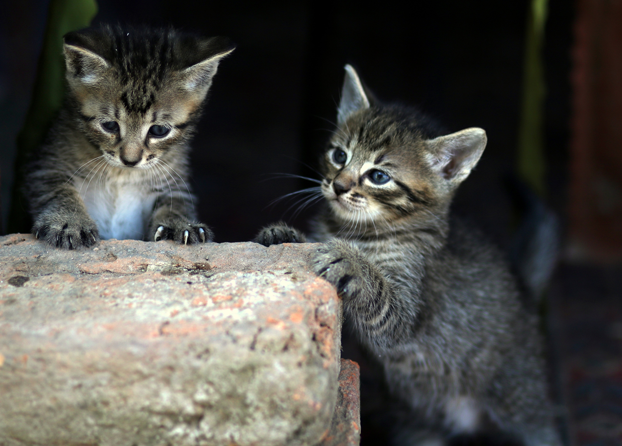 無料モバイル壁紙子猫, 赤ちゃん動物, ネコ, 猫, 動物をダウンロードします。