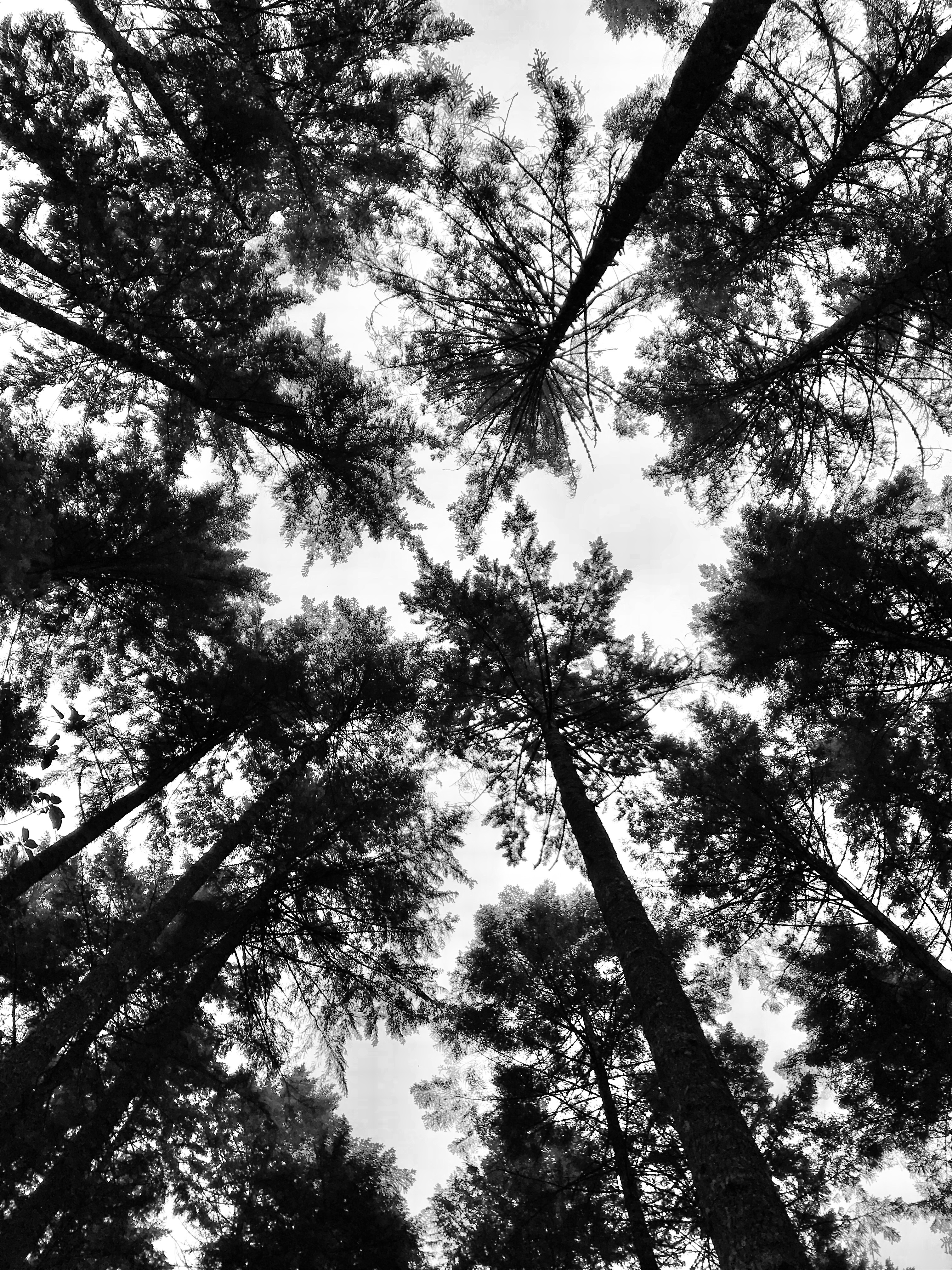 tops, chb, nature, trees, top, forest, crown, bw, view, crowns, dizzy, giddy