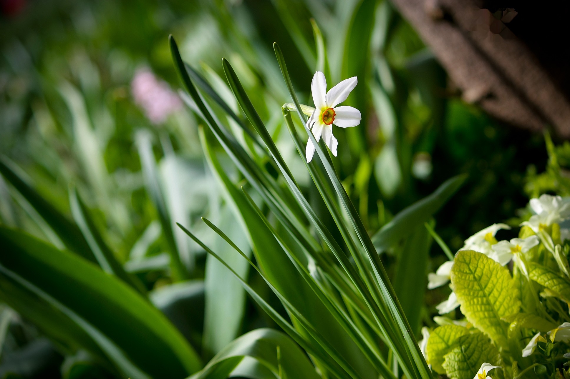 greens, macro, narcissus High Definition image