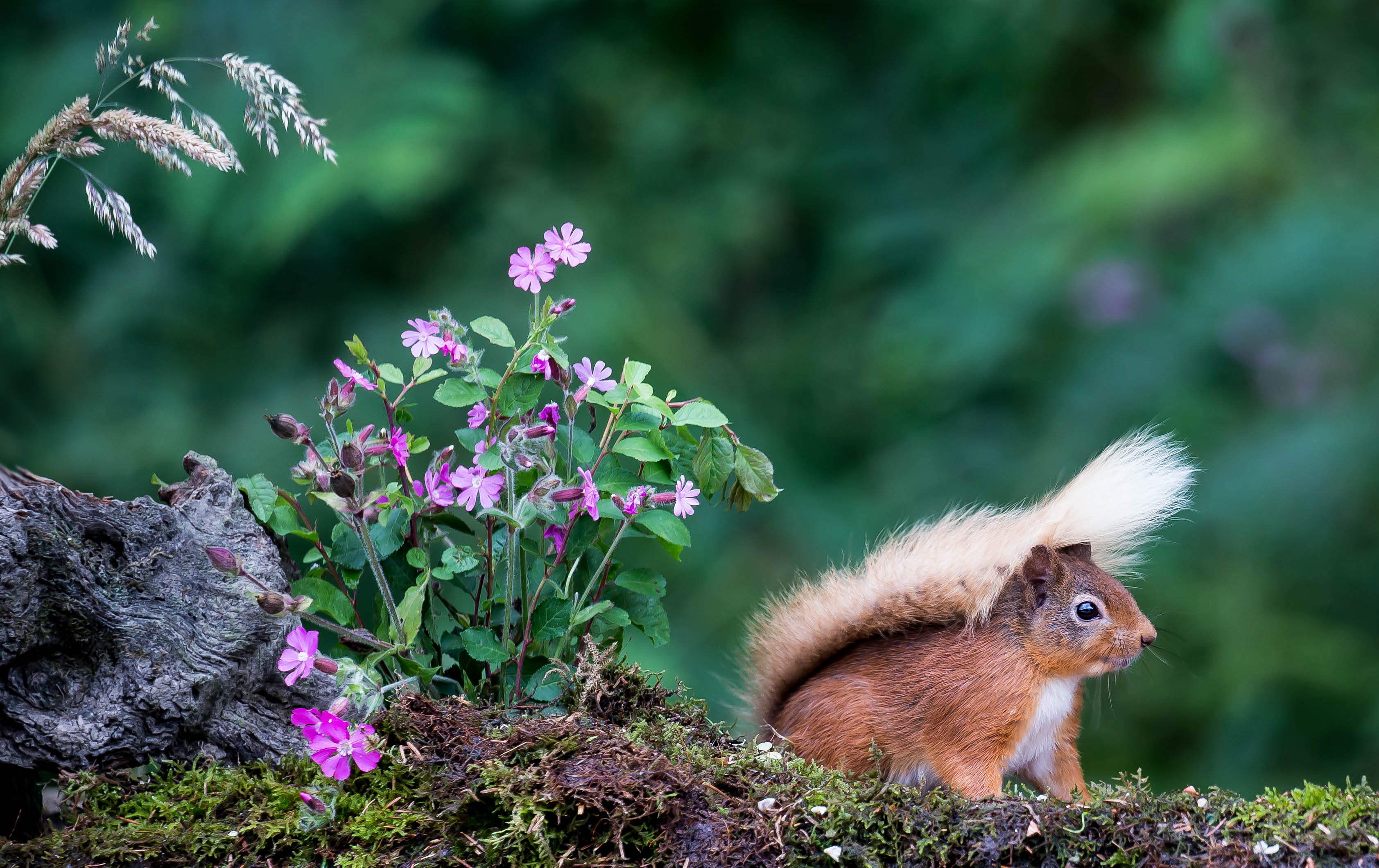 Download mobile wallpaper Squirrel, Animal, Rodent for free.