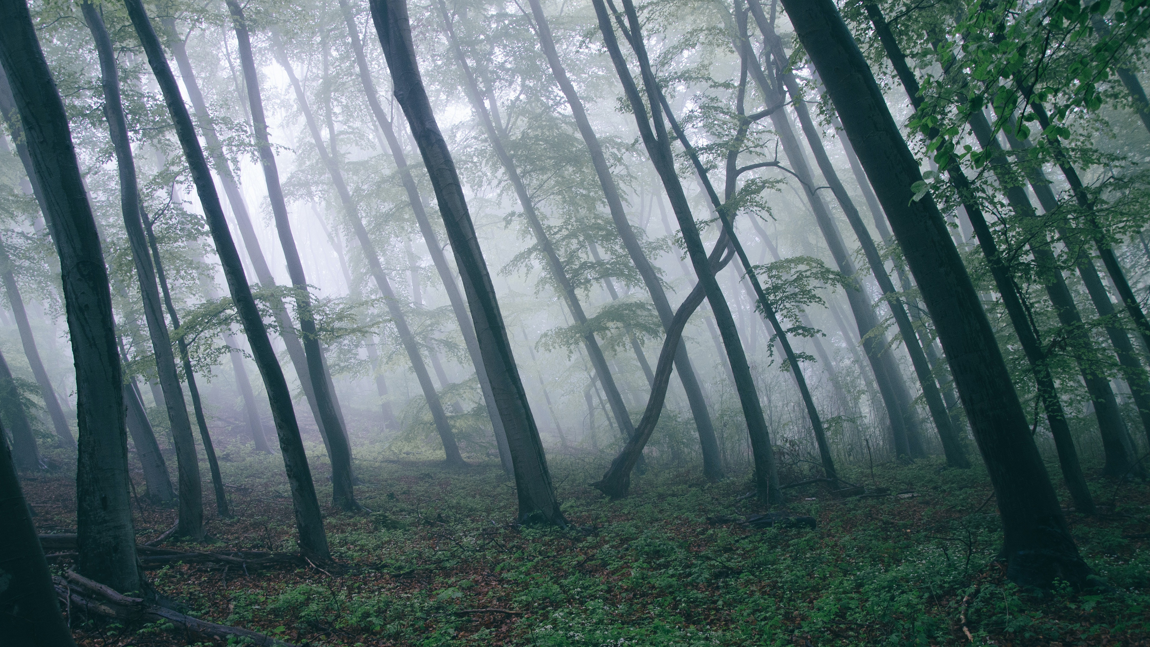 Download mobile wallpaper Forest, Fog, Earth, Trunk for free.