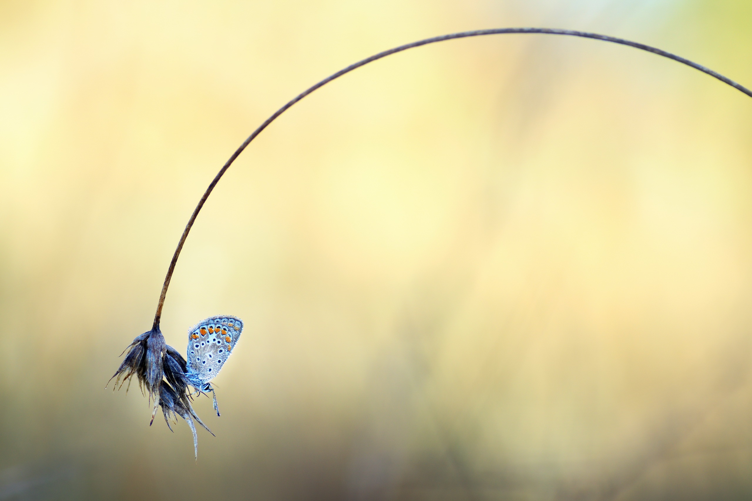 Download mobile wallpaper Macro, Blur, Insect, Butterfly, Animal for free.