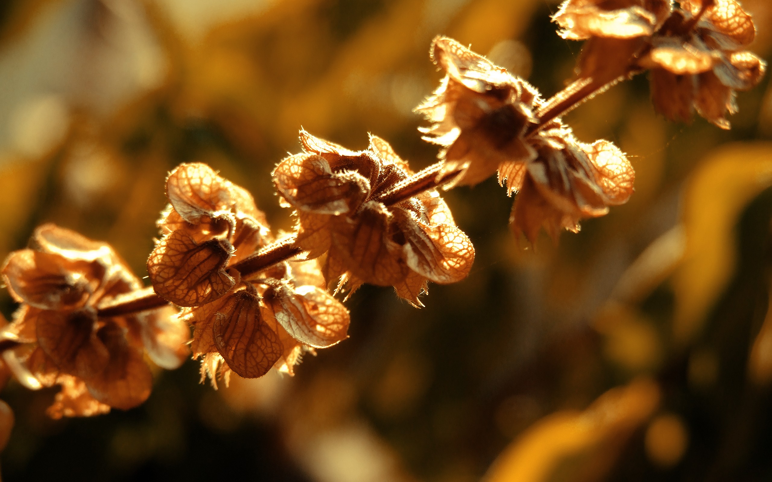 Free download wallpaper Flowers, Earth, Blossom on your PC desktop