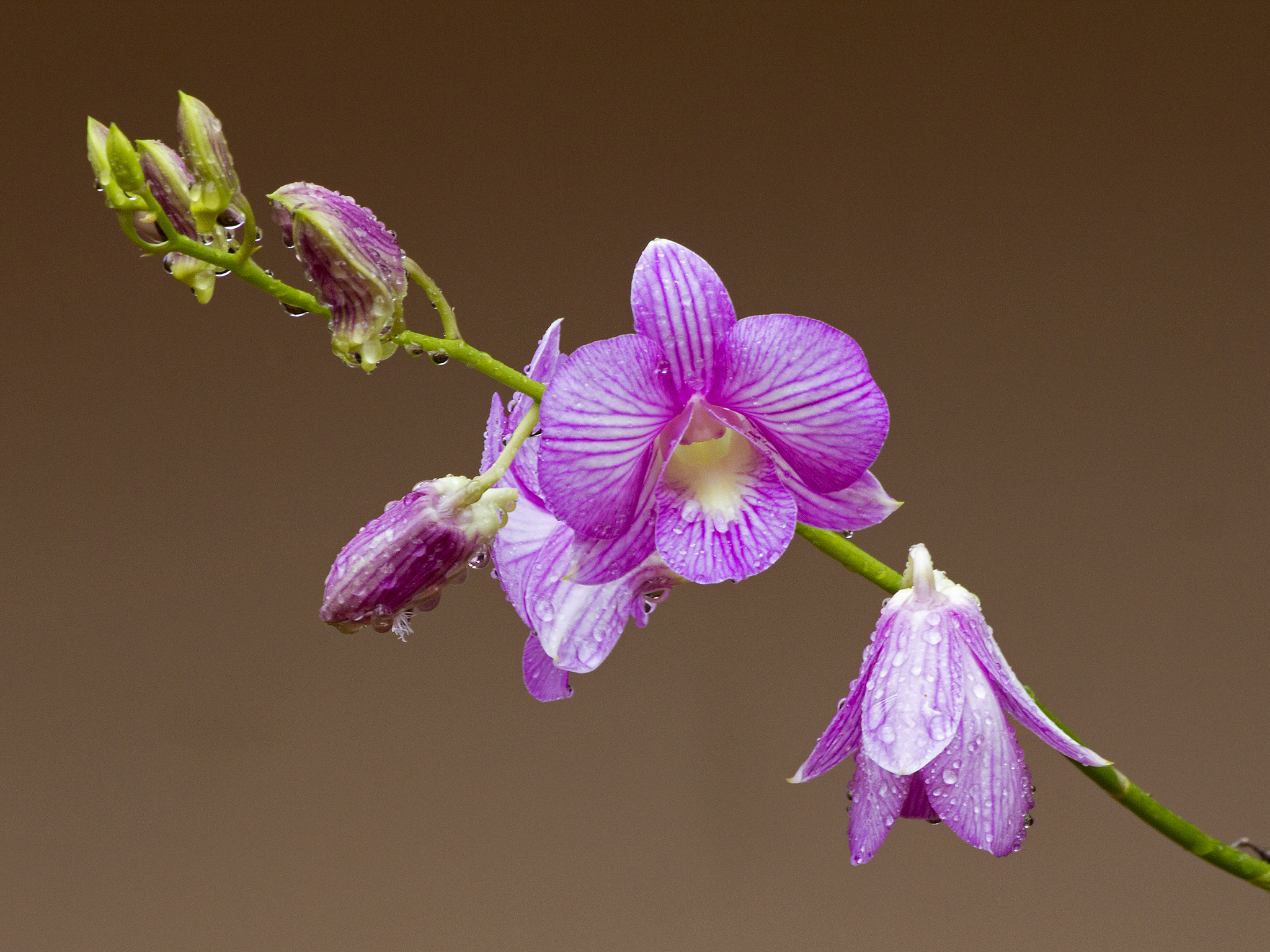 Скачать обои бесплатно Орхидея, Цветок, Лепестки, Цветы, Капли картинка на рабочий стол ПК