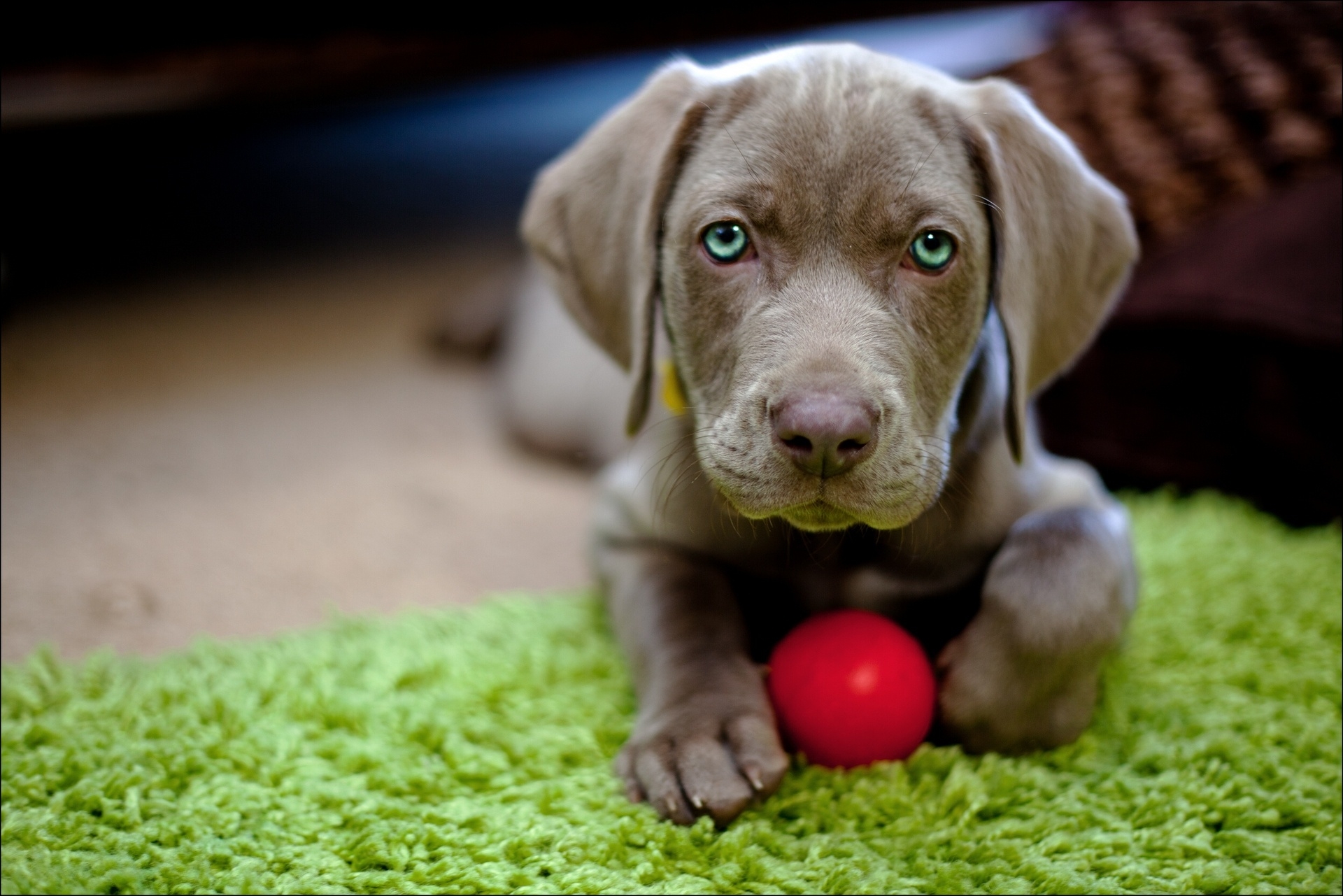 dog, animals, muzzle, toy, ball, puppy wallpapers for tablet