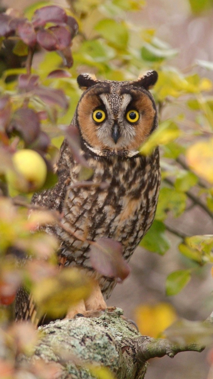 Download mobile wallpaper Birds, Owl, Forest, Leaf, Animal, Gaze for free.