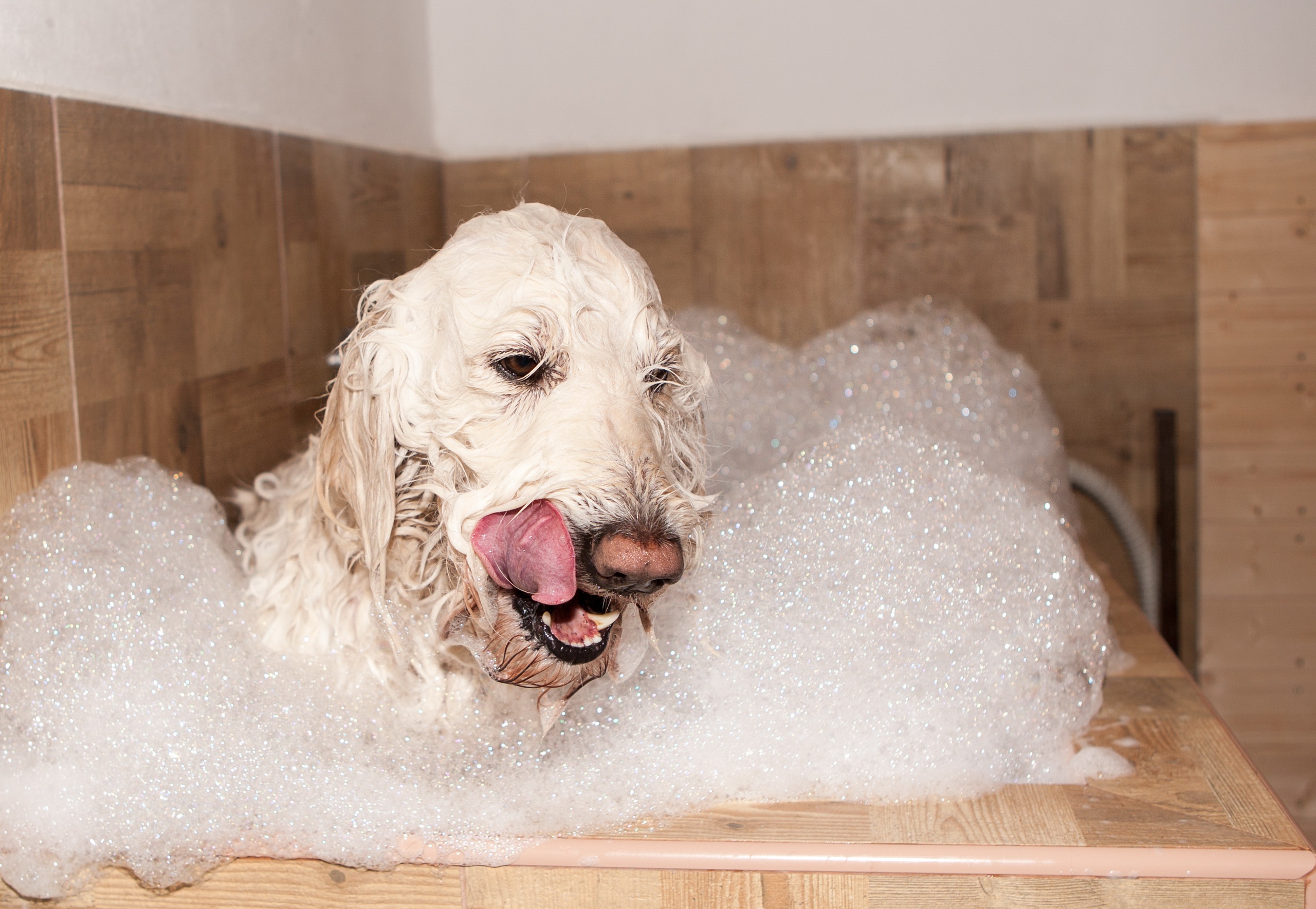 animal, dog, bath, foam, dogs