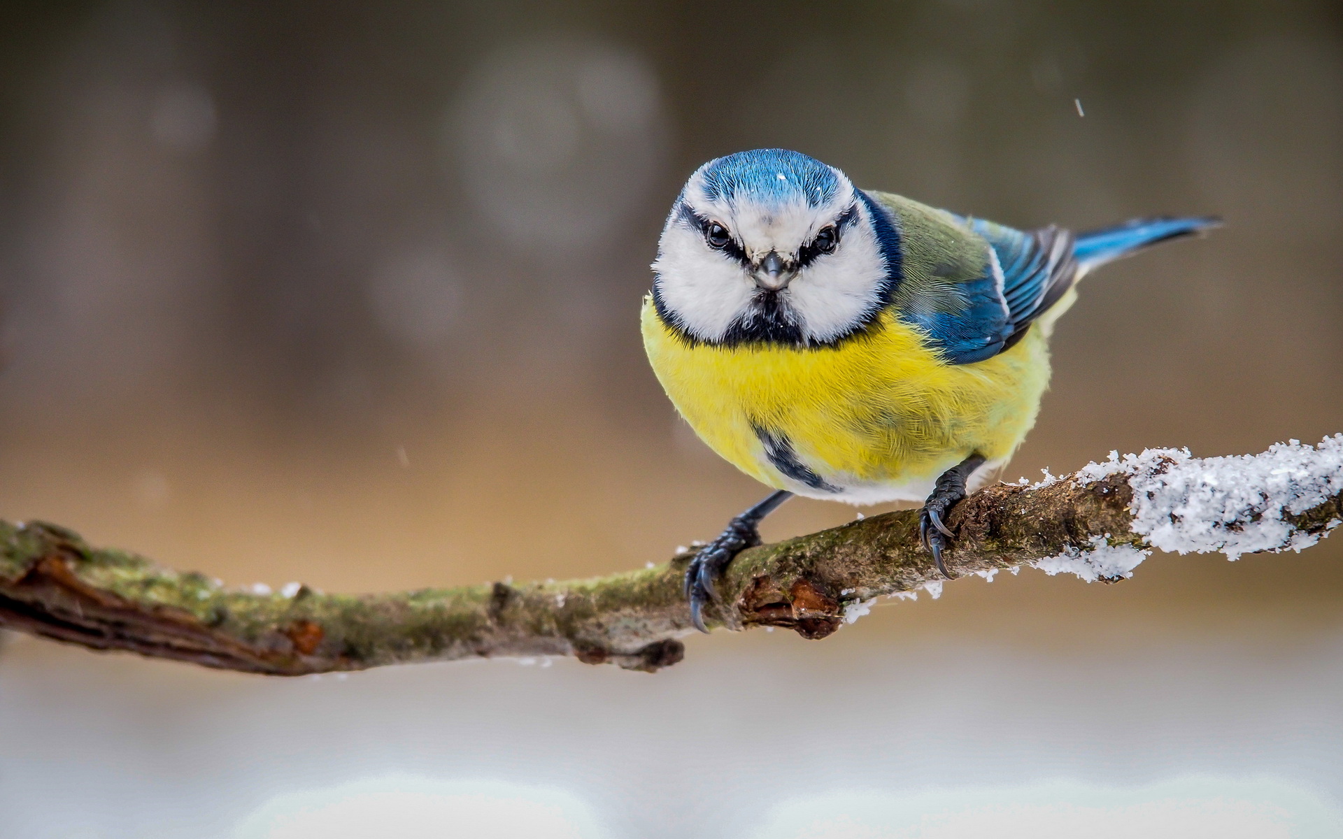 Laden Sie das Tiere, Vögel, Vogel, Meise, Eurasische Blaumeise-Bild kostenlos auf Ihren PC-Desktop herunter