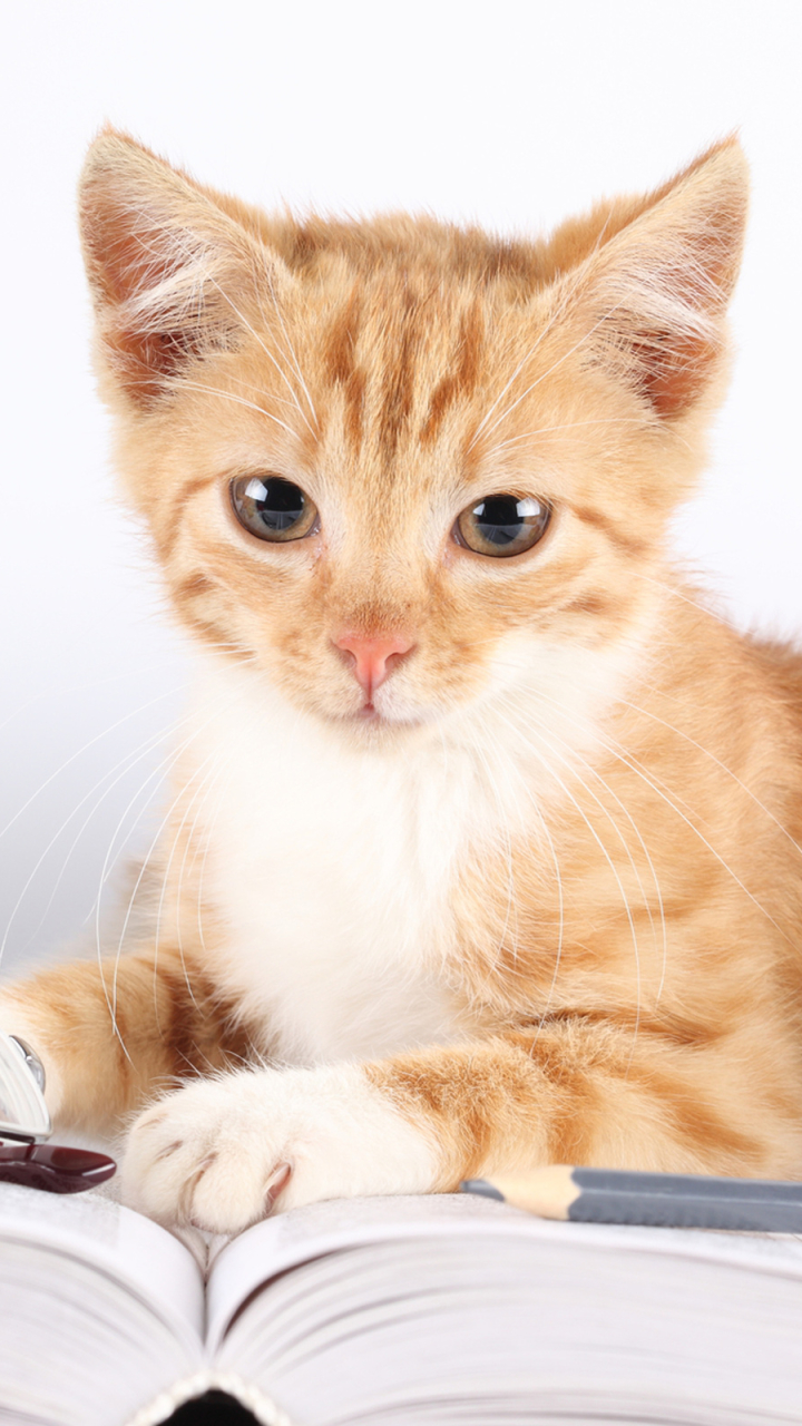 Download mobile wallpaper Cats, Cat, Kitten, Animal, Cute for free.