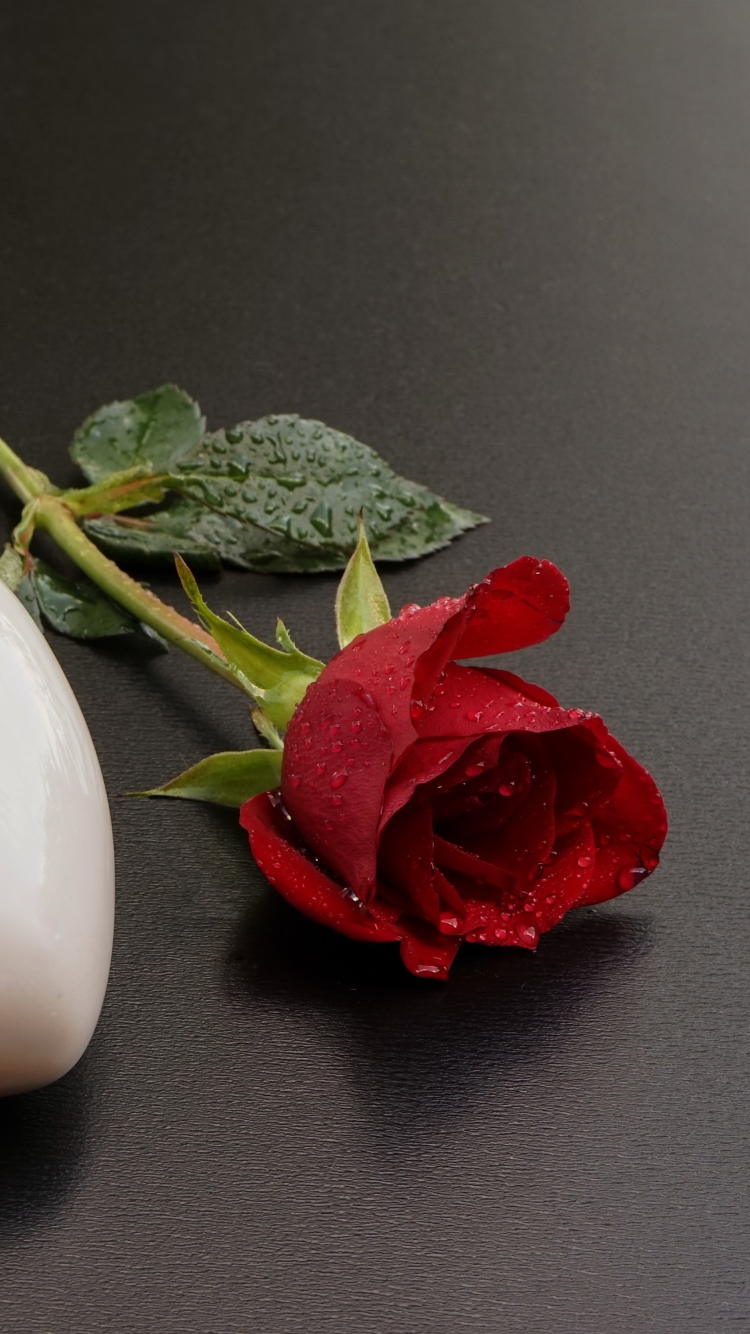 無料モバイル壁紙静物, 花, 薔薇, 赤いバラ, 写真撮影をダウンロードします。