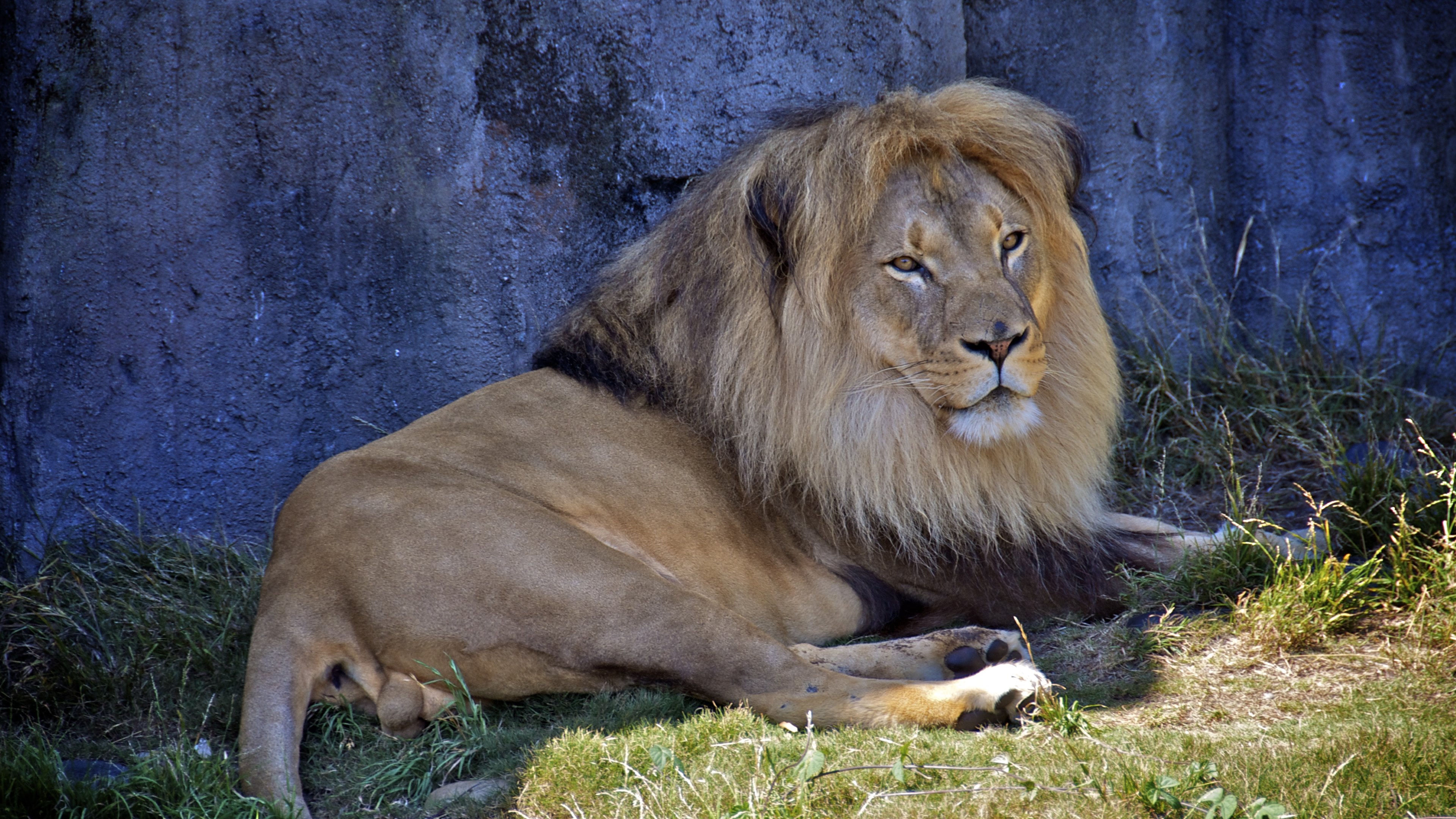 Téléchargez gratuitement l'image Lion, Chats, Animaux sur le bureau de votre PC