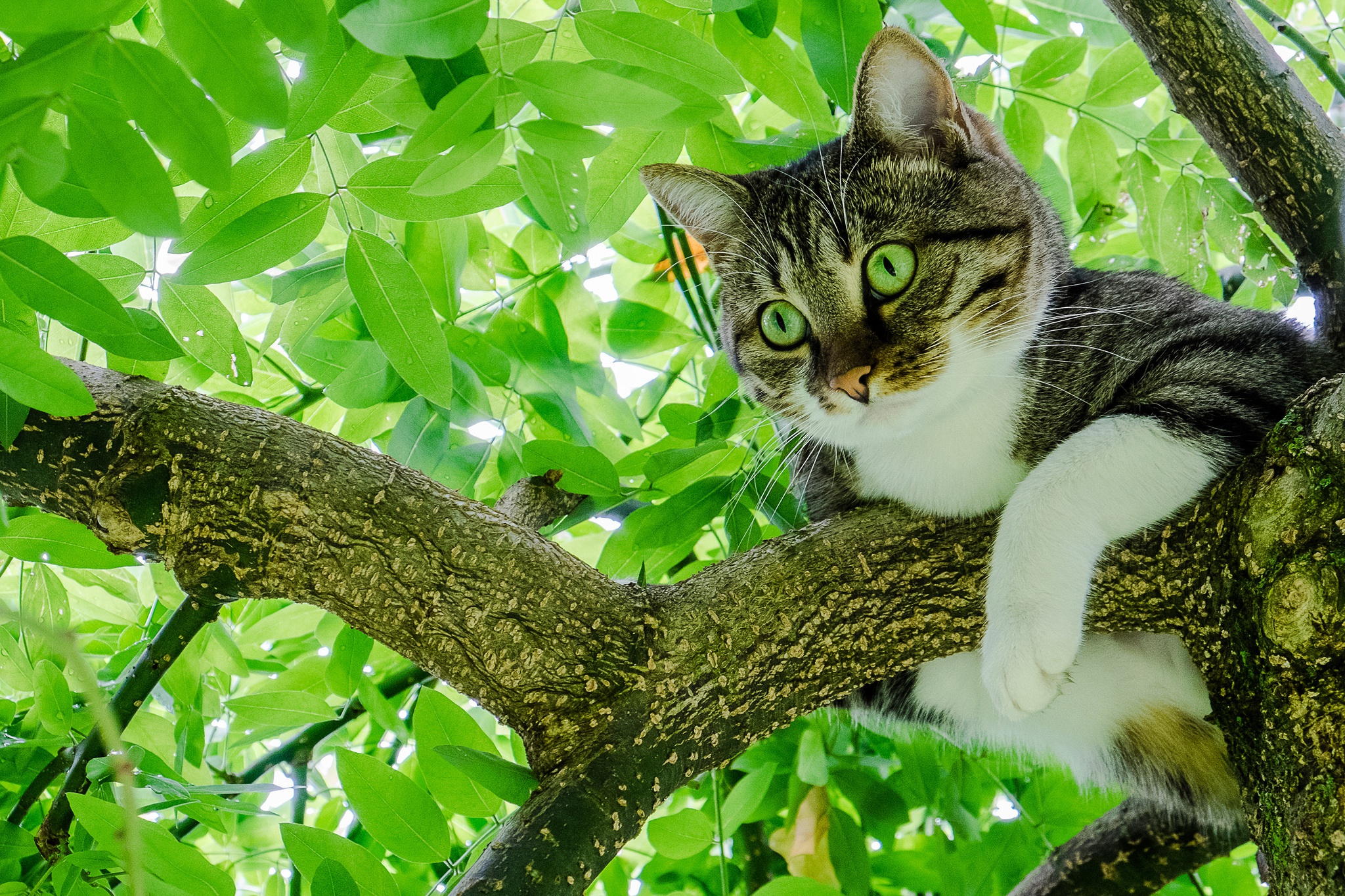 無料モバイル壁紙動物, 葉, ネコ, 猫, ブランチ, 緑の目をダウンロードします。