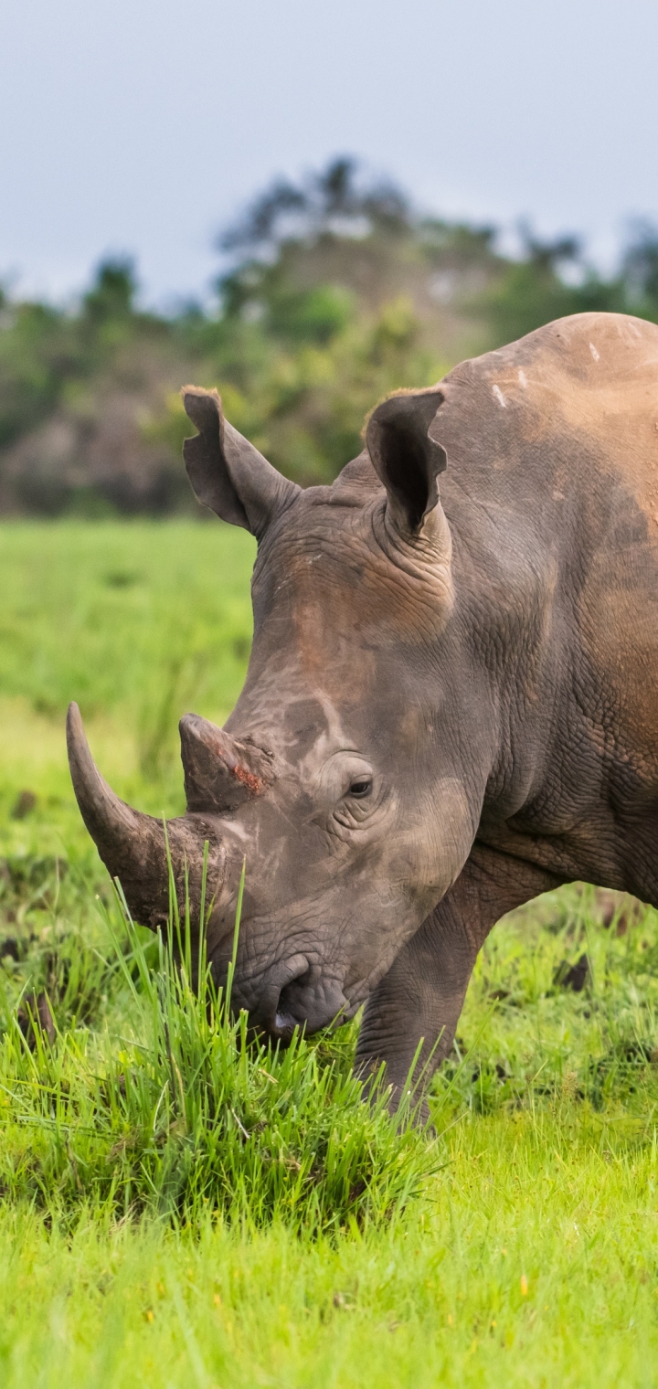 Handy-Wallpaper Tiere, Nashorn, Gras kostenlos herunterladen.