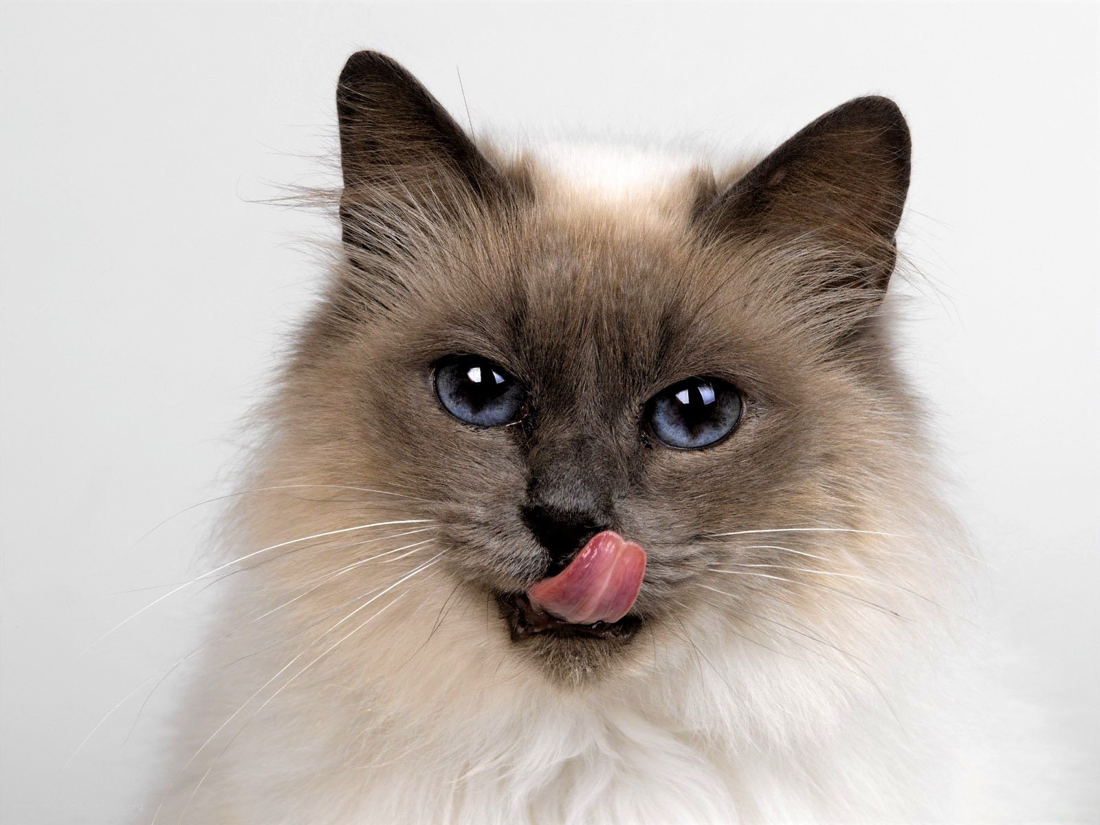 Free download wallpaper Cats, Cat, Animal, Cute, Himalayan Cat on your PC desktop