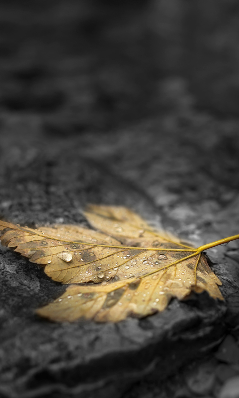 Descarga gratuita de fondo de pantalla para móvil de Naturaleza, Hoja, Tierra/naturaleza, Gota De Agua.