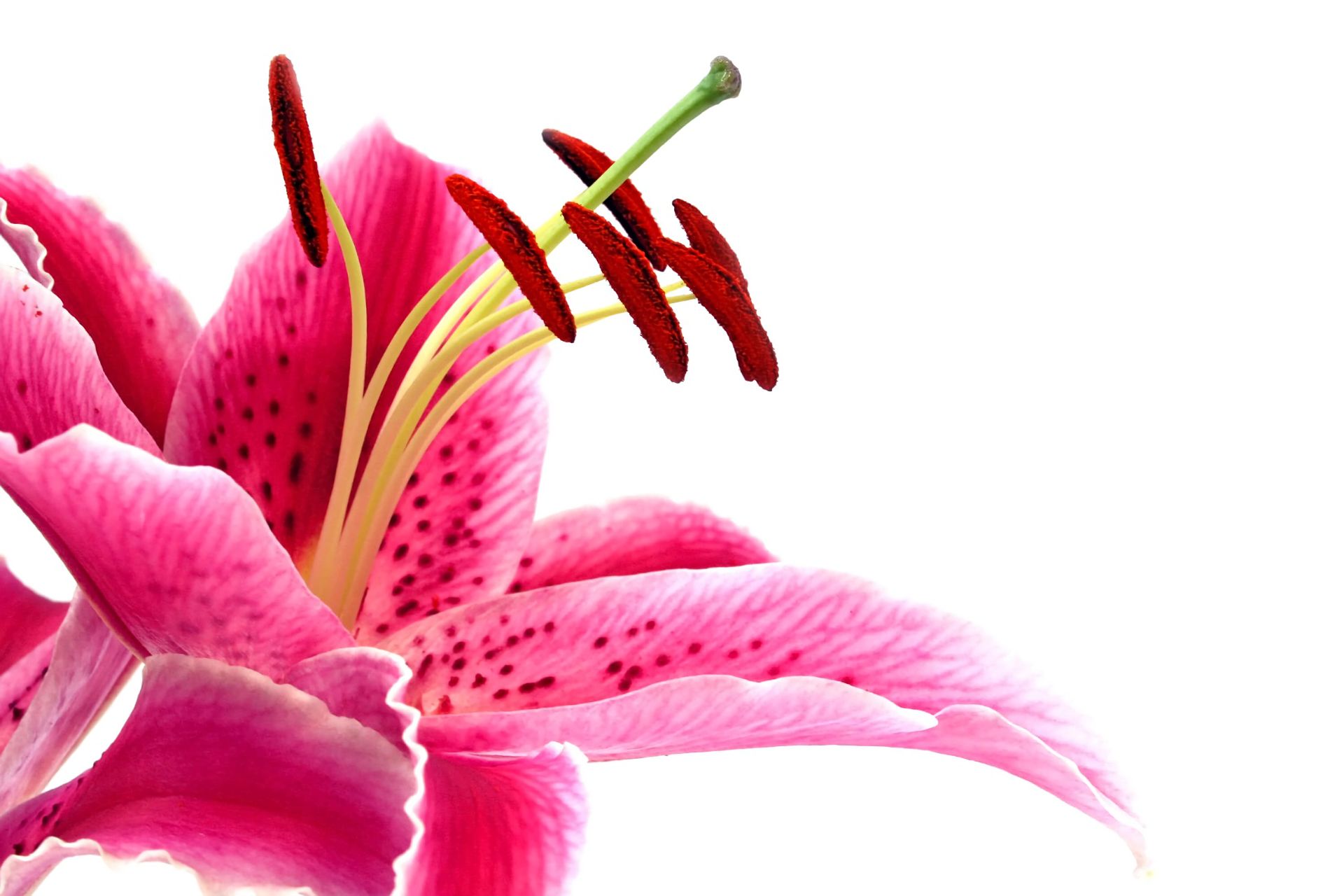 Download mobile wallpaper Flowers, Flower, Earth, Lily, Pink Flower for free.
