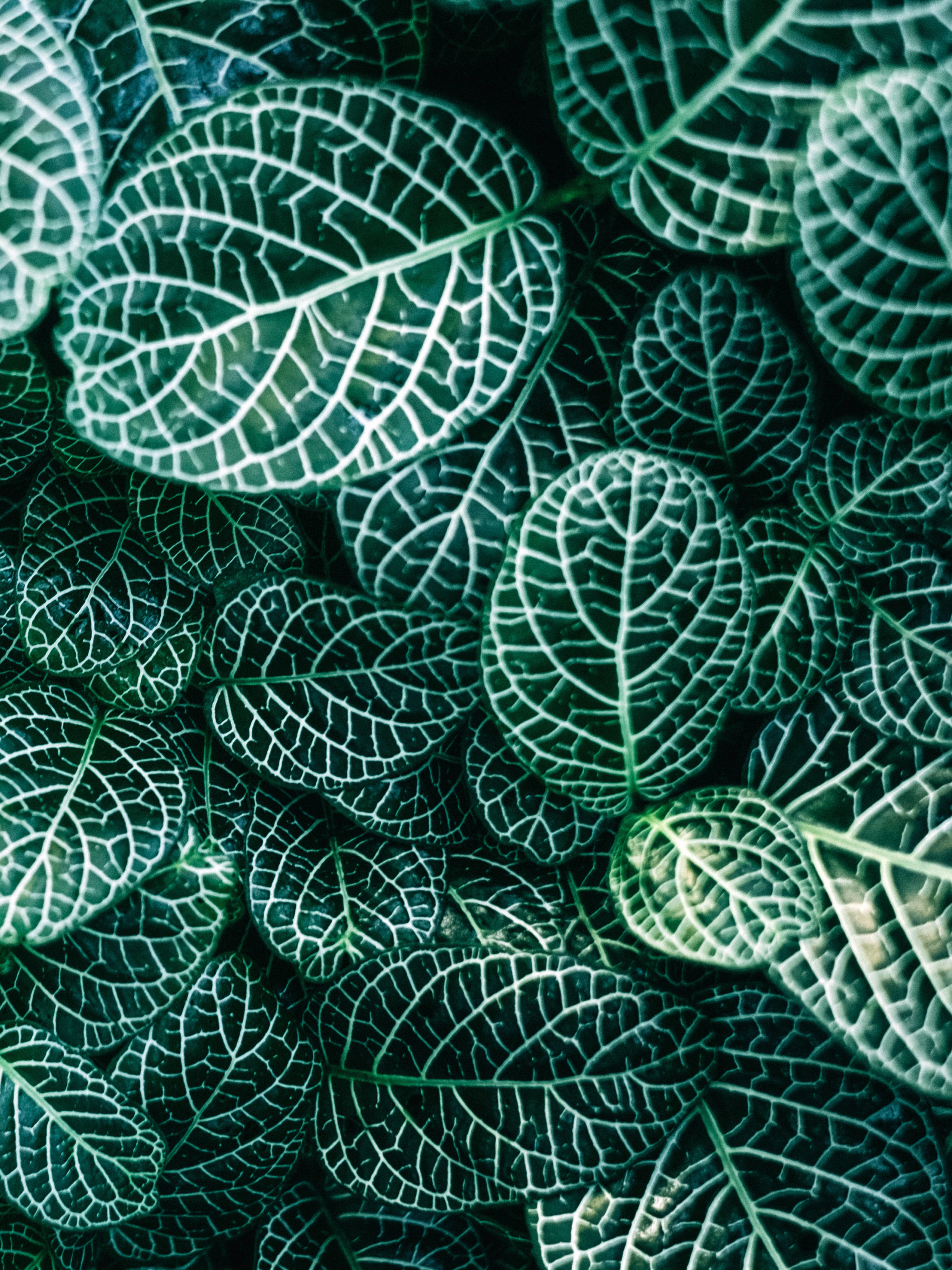 Download mobile wallpaper Nature, Plant, Leaf, Earth for free.