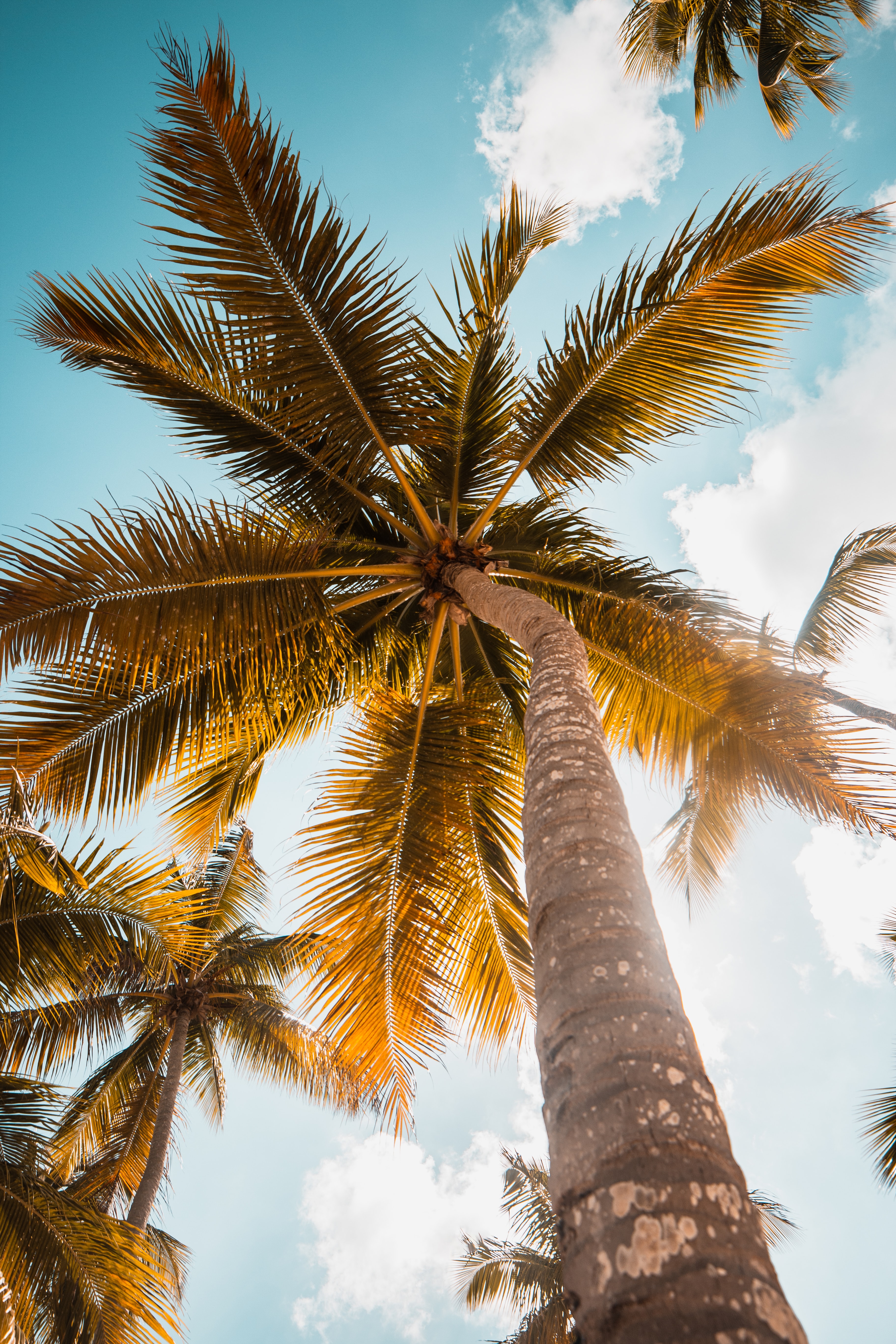Free download wallpaper Nature, Sky, Wood, Tree, Palm, Leaves on your PC desktop