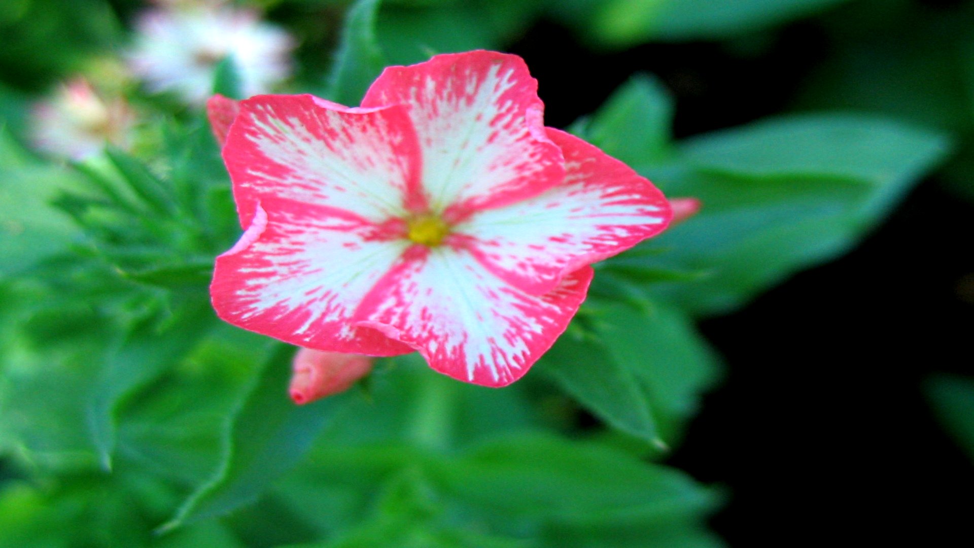 Baixar papel de parede para celular de Flores, Flor, Terra/natureza gratuito.