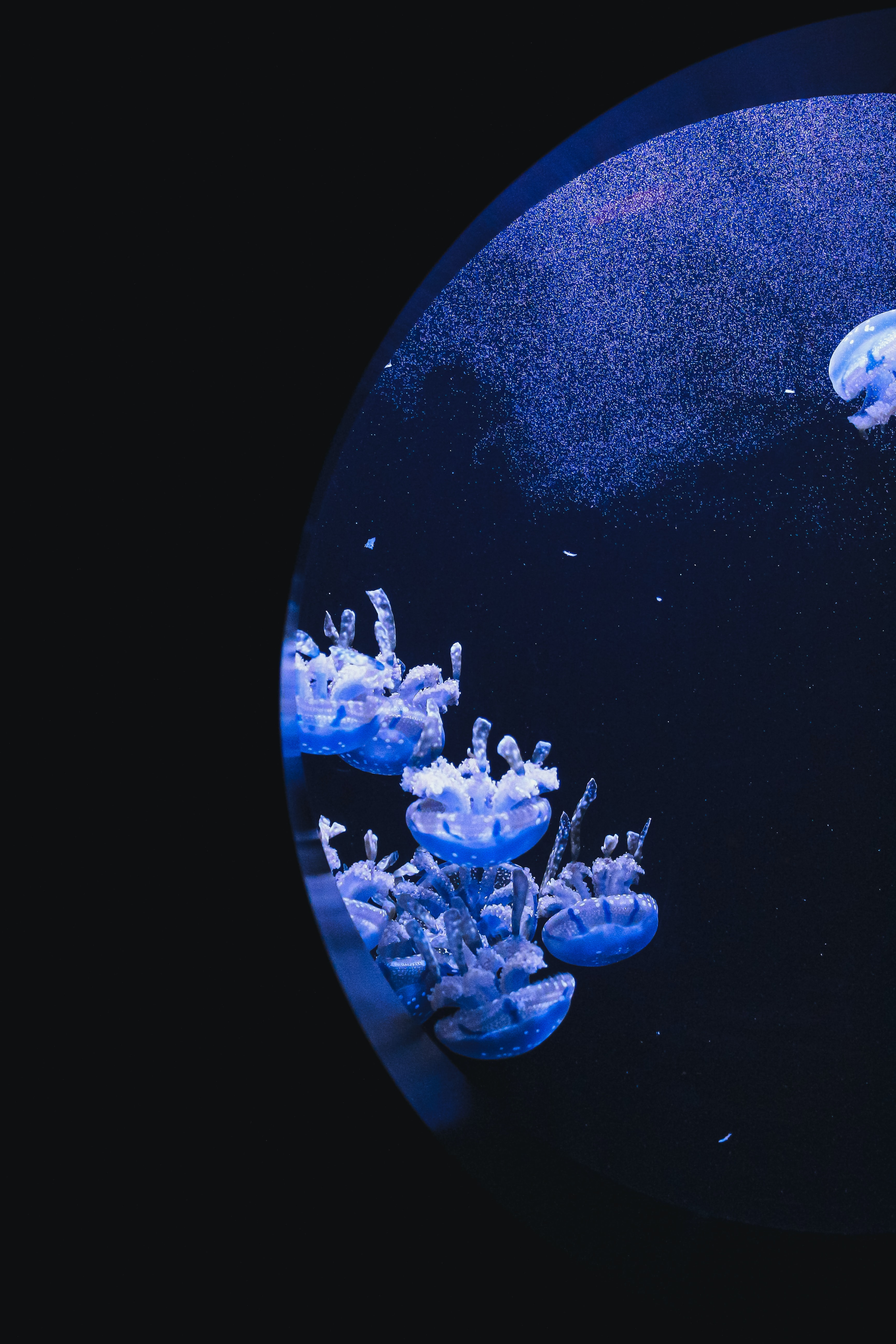 Laden Sie Jellyfish HD-Desktop-Hintergründe herunter