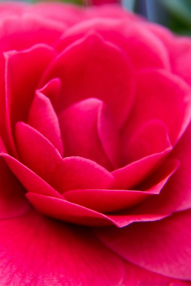 Téléchargez des papiers peints mobile Fleurs, Fleur, Terre, La Nature, Terre/nature, Fleur Rose gratuitement.