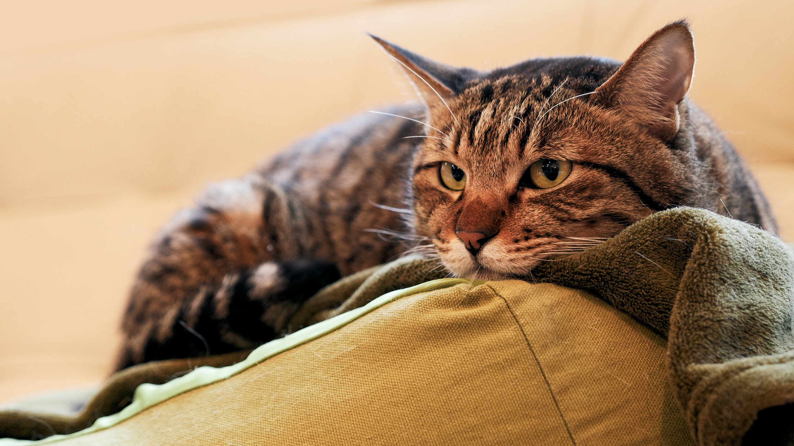 Laden Sie das Tiere, Katzen, Katze-Bild kostenlos auf Ihren PC-Desktop herunter