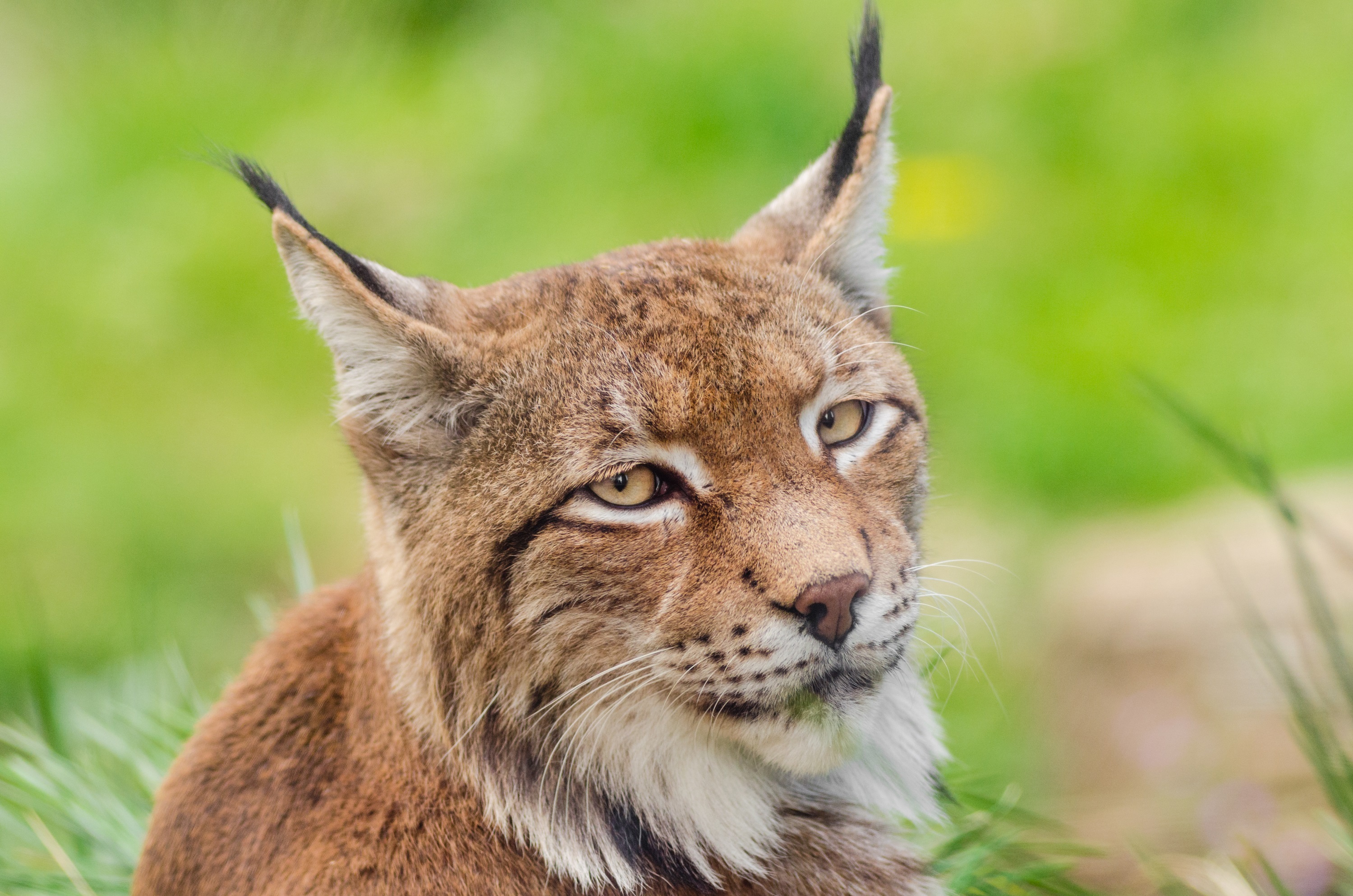 Descarga gratuita de fondo de pantalla para móvil de Animales, Gatos, Lince, Mirar Fijamente.