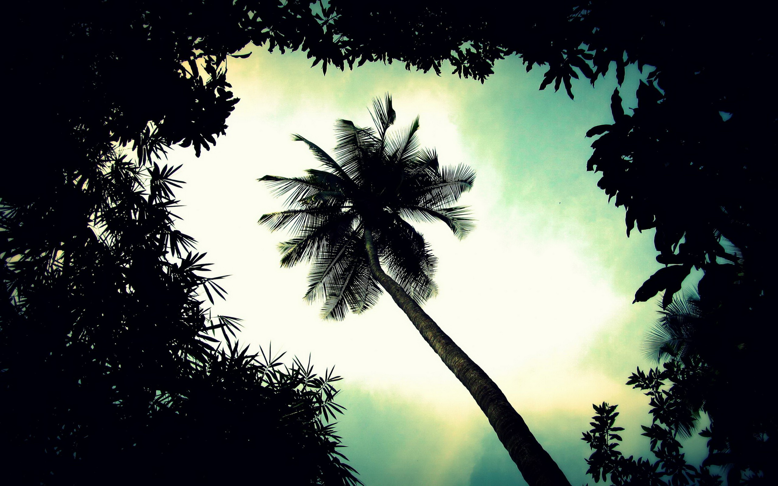 Free download wallpaper Earth, Palm Tree on your PC desktop