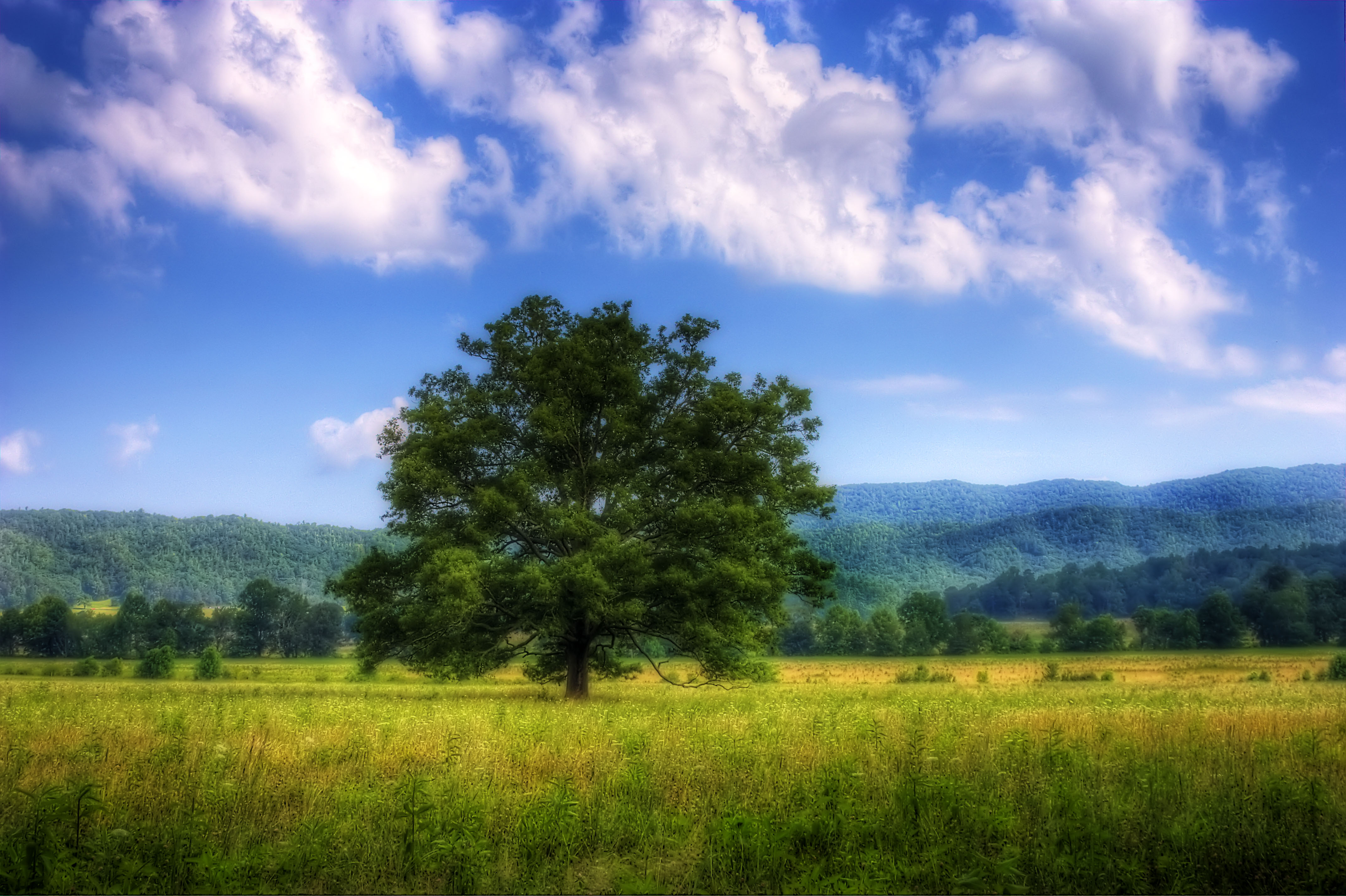 Download mobile wallpaper Grass, Tree, Earth, Field for free.