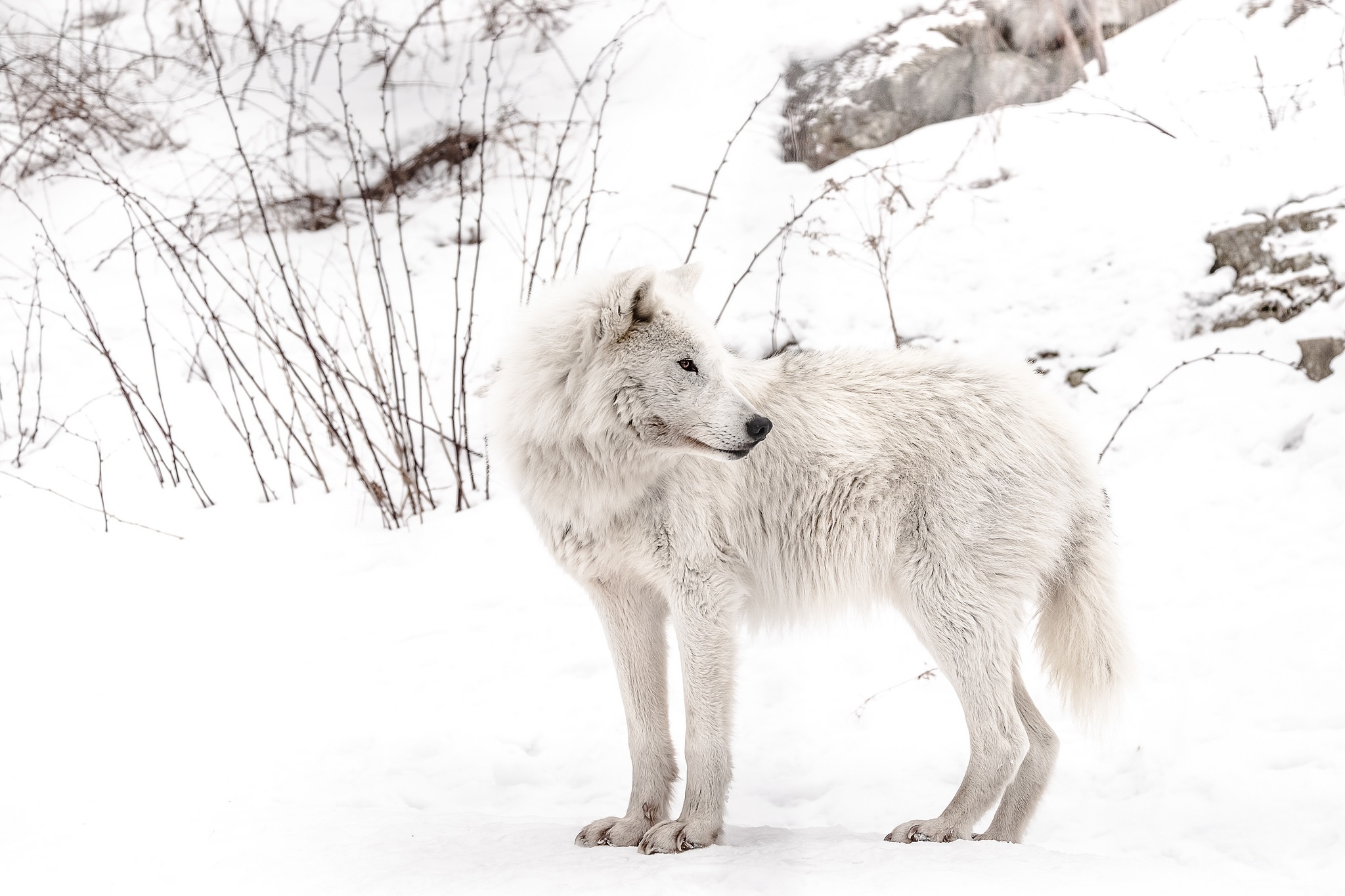 white, wolf, animal, arctic wolf, snow, wolves