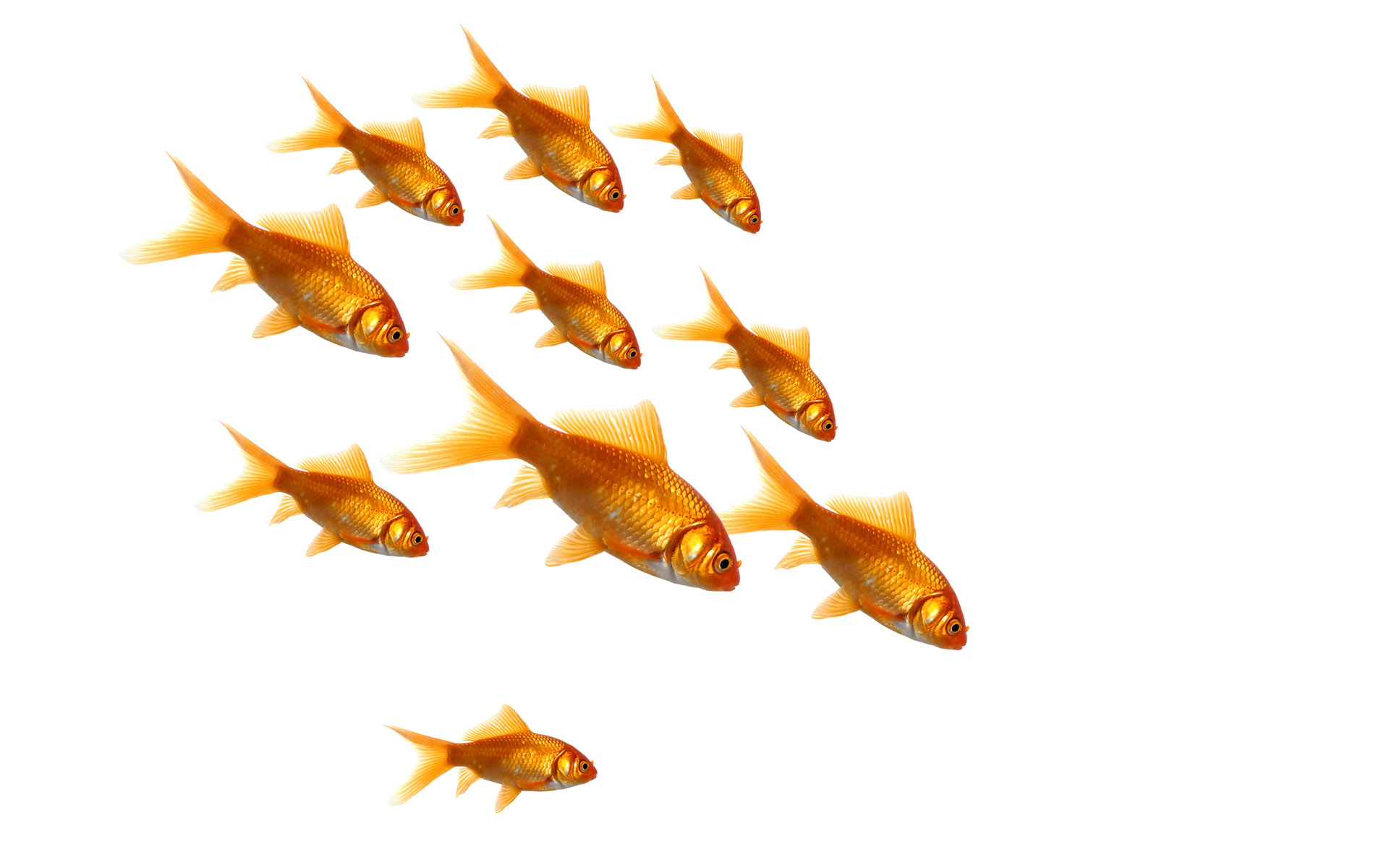 Baixe gratuitamente a imagem Animais, Peixe, Peixe Dourado na área de trabalho do seu PC
