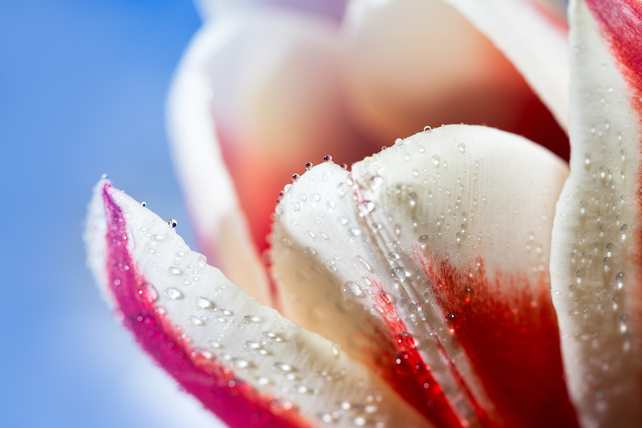 Download mobile wallpaper Flowers, Flower, Macro, Earth, Tulip, Water Drop for free.