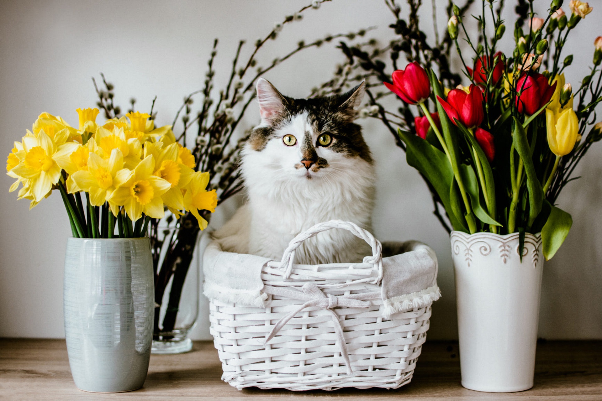 Baixar papel de parede para celular de Animais, Gatos, Gato gratuito.