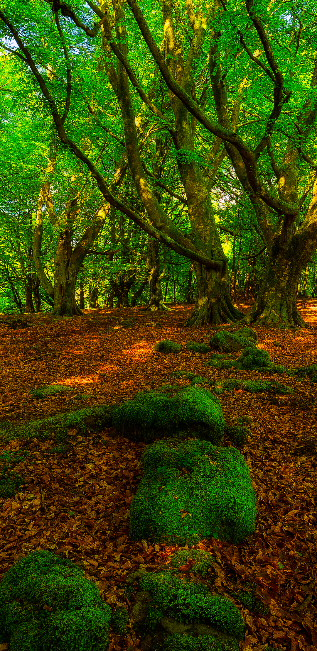 Скачать картинку Лес, Дерево, Зелень, Мох, Земля/природа в телефон бесплатно.