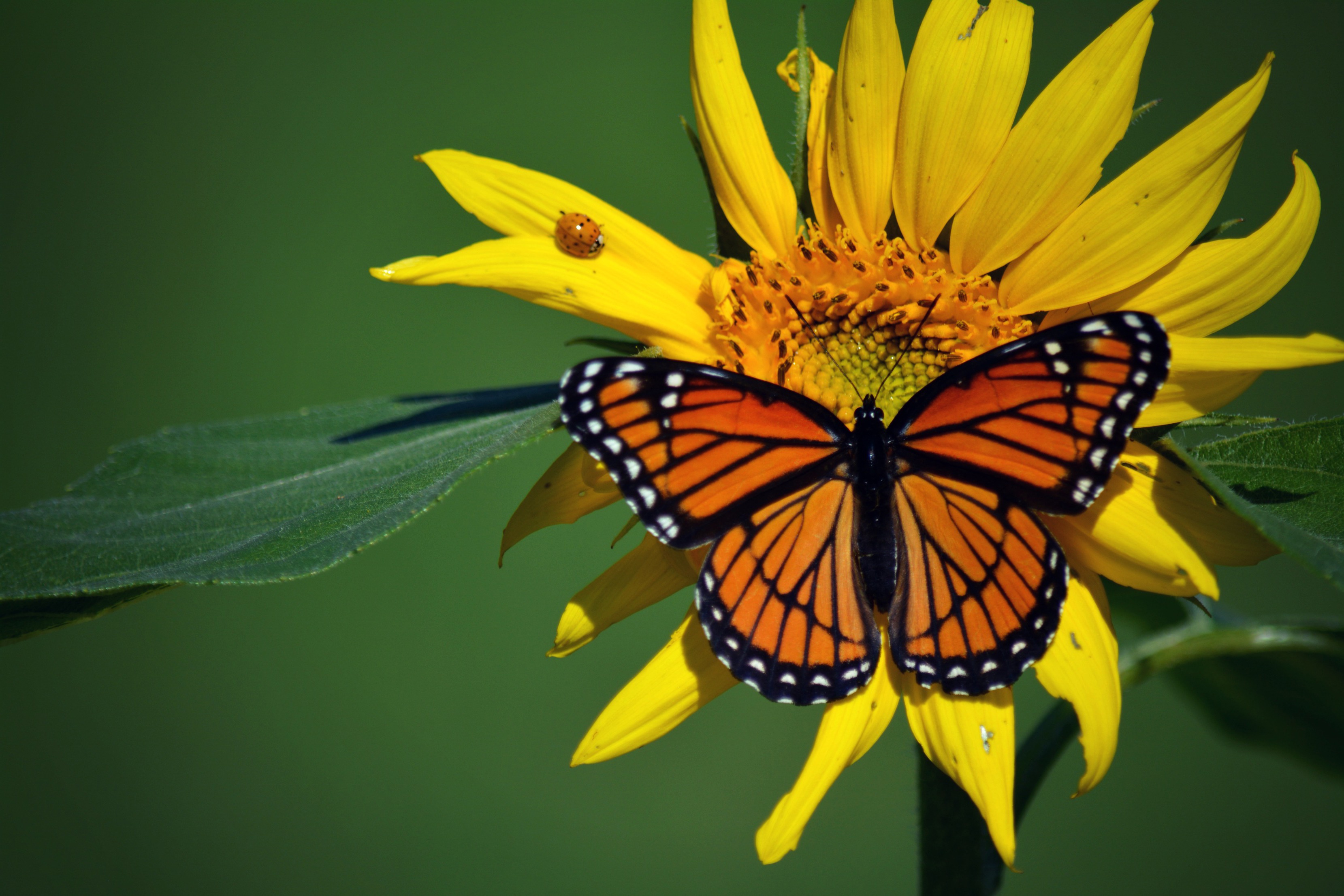 Free download wallpaper Flower, Insect, Butterfly, Animal, Ladybug, Yellow Flower on your PC desktop