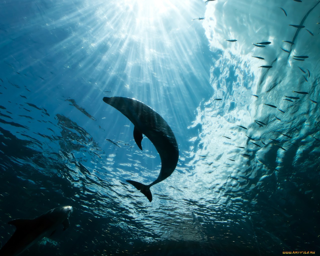 Скачати мобільні шпалери Тварини, Море, Дельфіни безкоштовно.