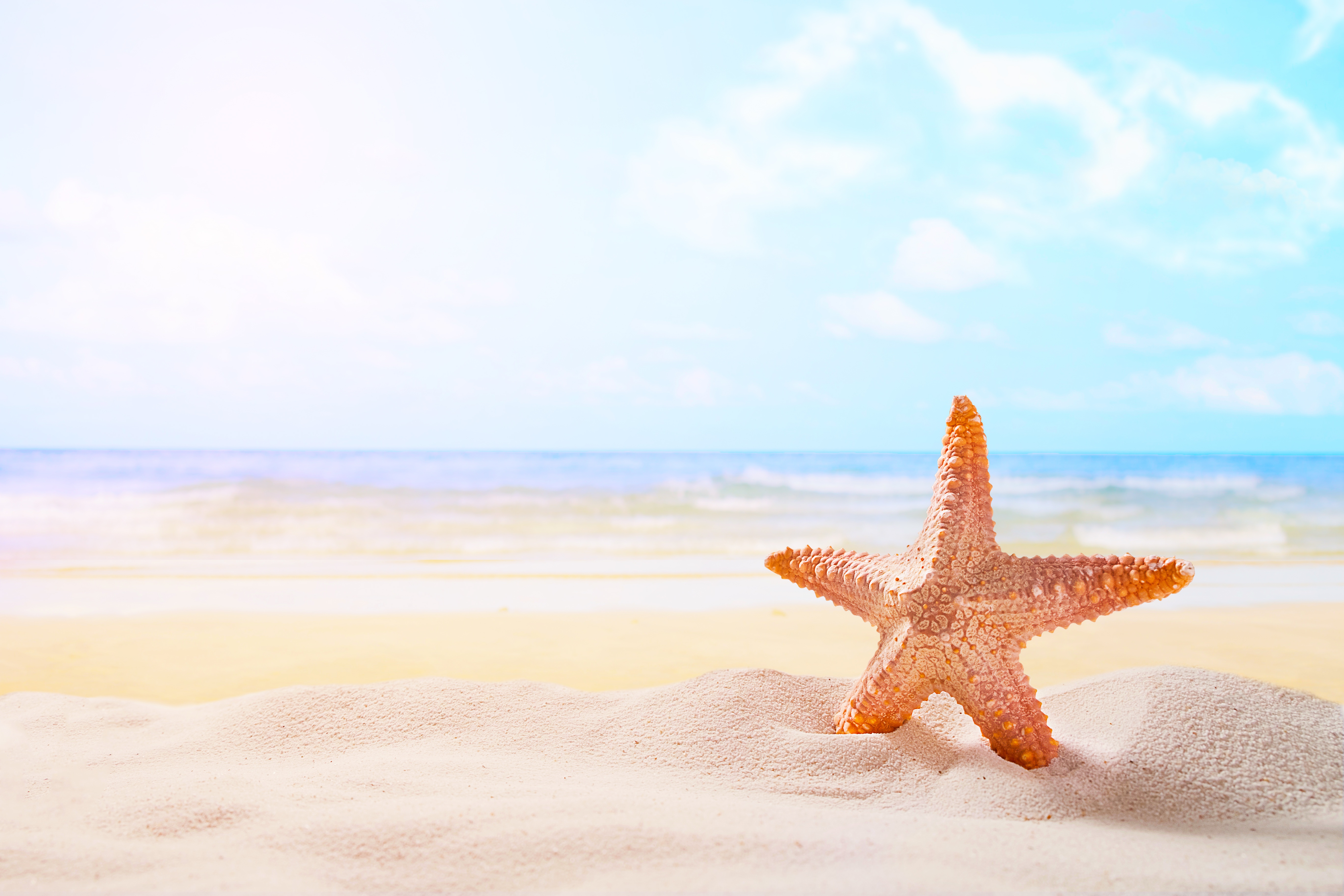 Free download wallpaper Beach, Sand, Starfish, Horizon, Ocean, Animal on your PC desktop