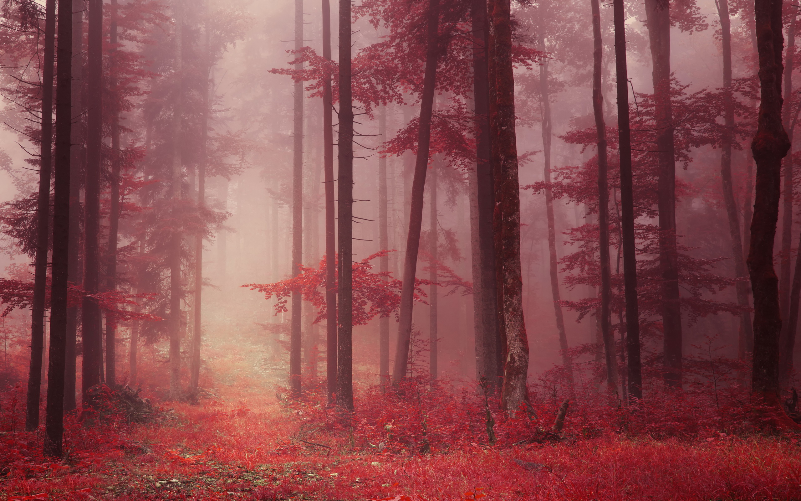 Handy-Wallpaper Wald, Erde/natur kostenlos herunterladen.