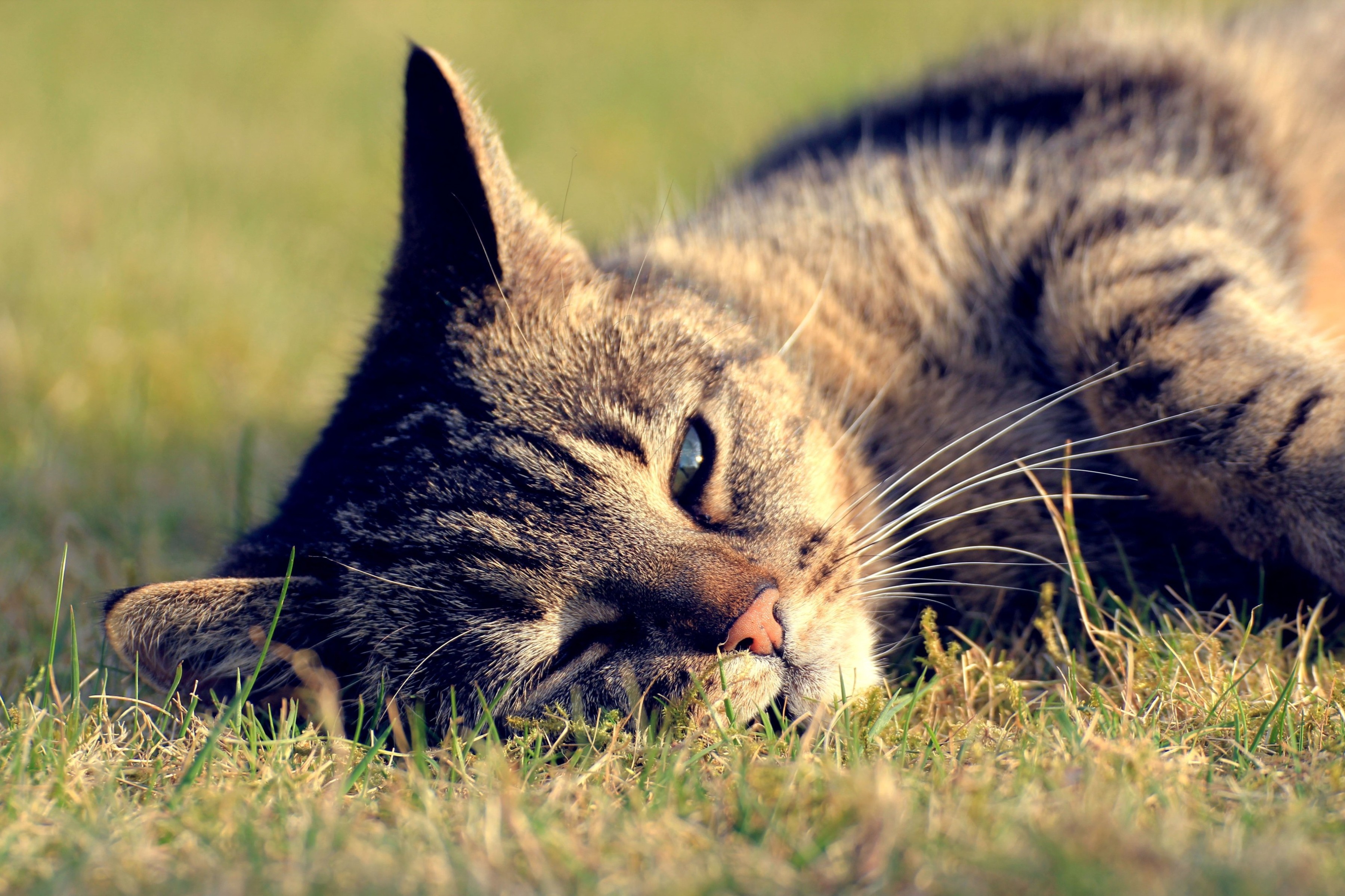 Laden Sie das Tiere, Katzen, Katze-Bild kostenlos auf Ihren PC-Desktop herunter