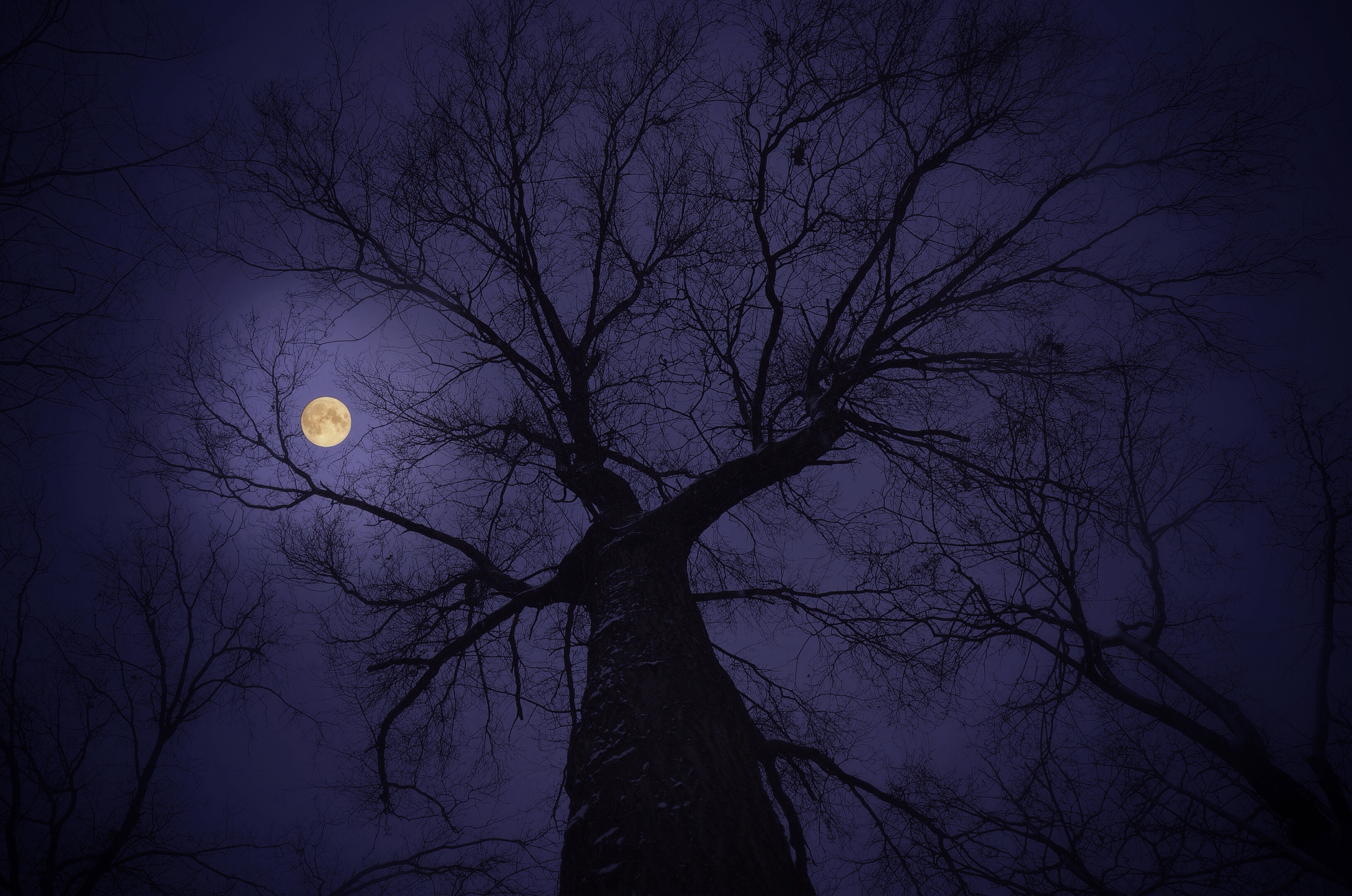 Free download wallpaper Trees, Sky, Night, Moon, Tree, Earth, Moonlight on your PC desktop